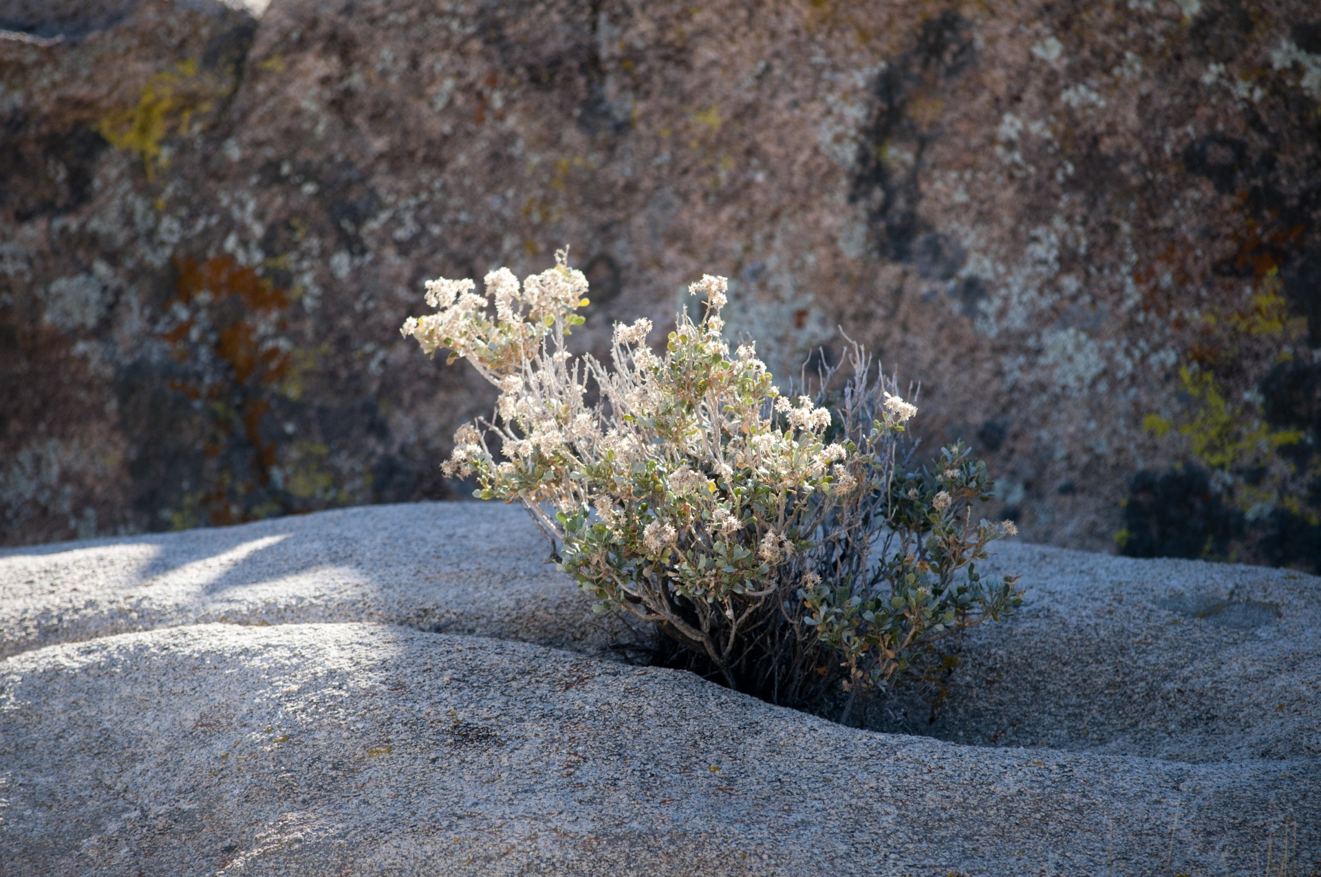 bush of flowers growing in desert rocks