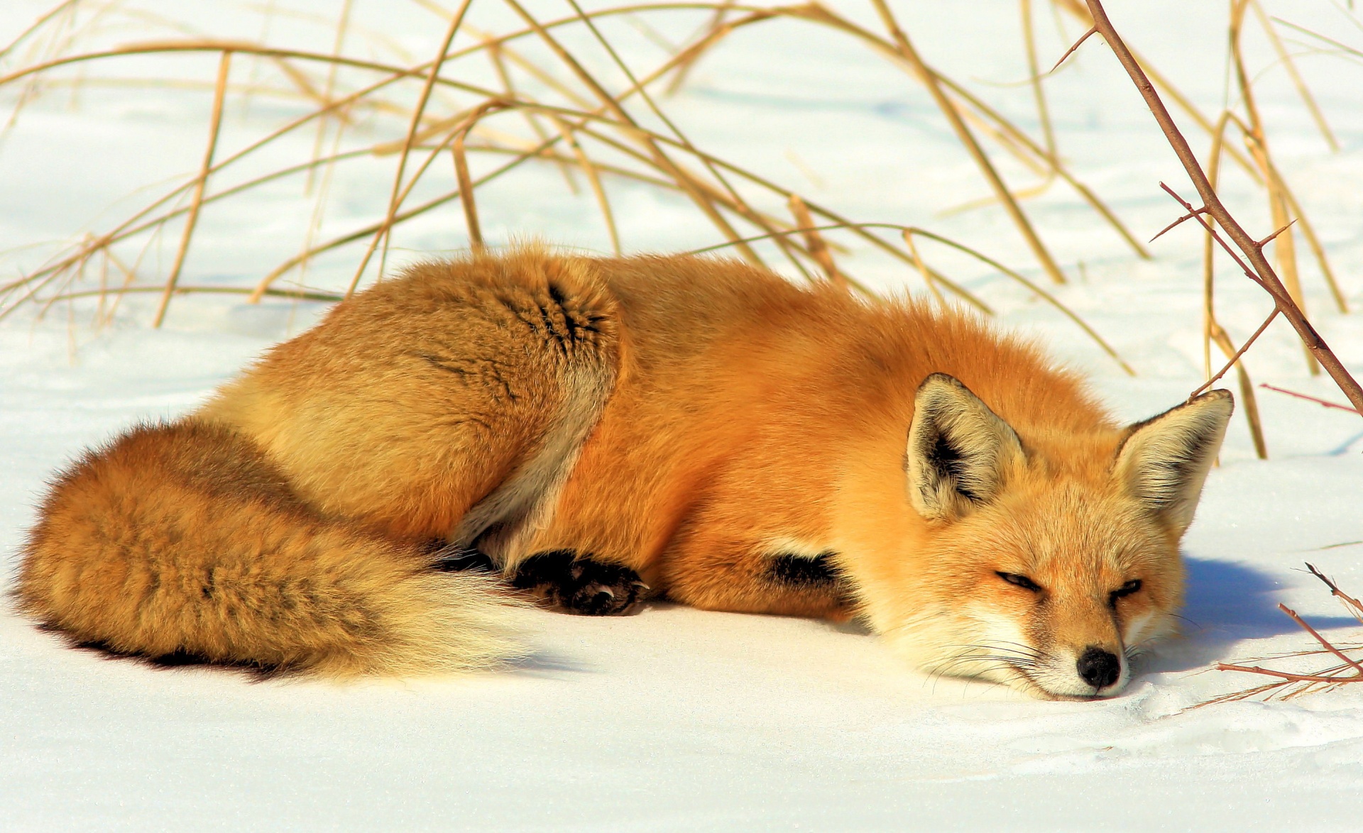 Red fox lying down in the winter snow