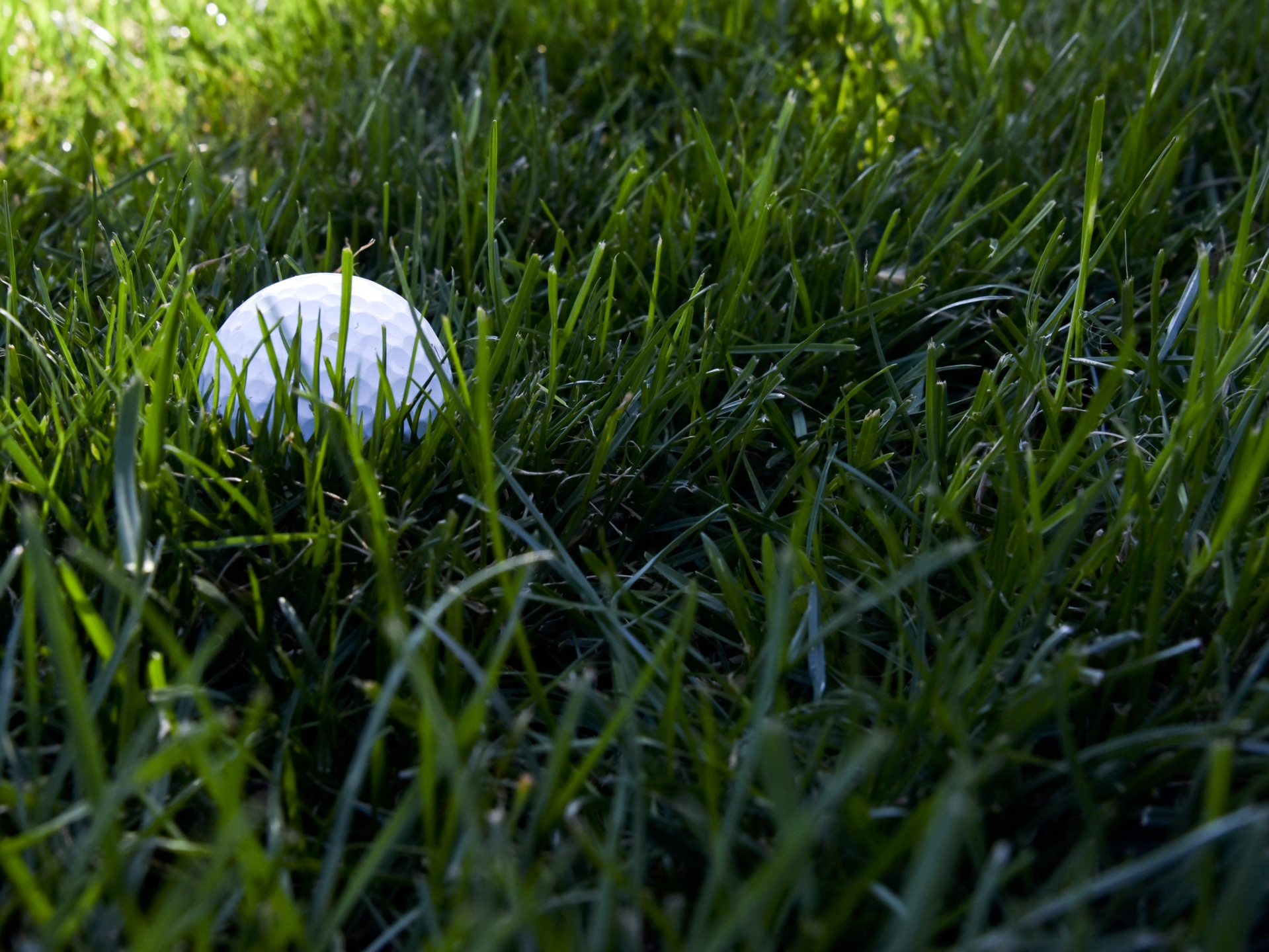 Golf Ball In The Rough