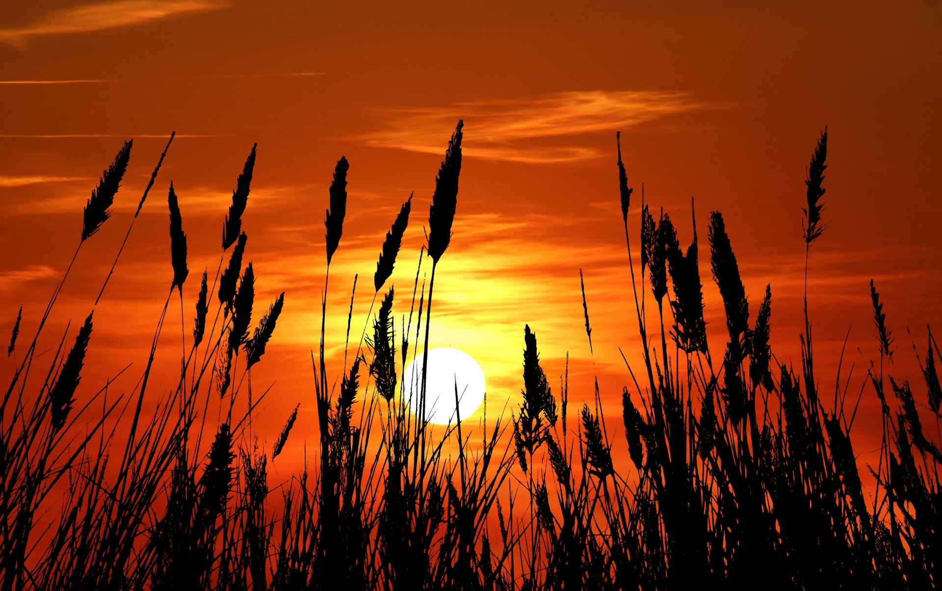 Grass Silhouette Sunset