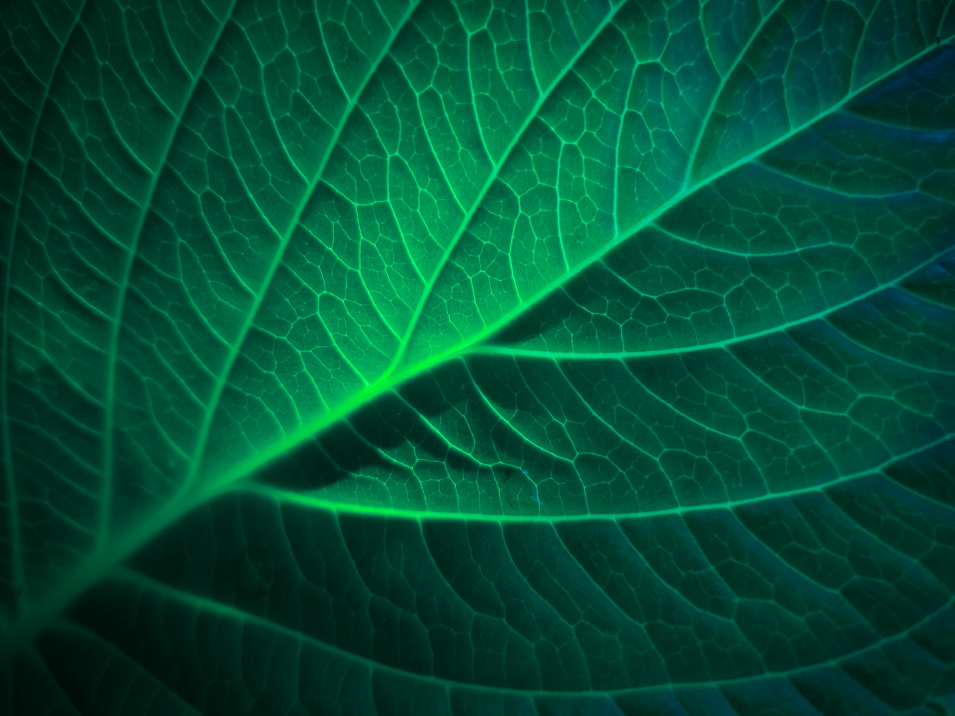 Green Blue Leaf Detail Free Stock Photo - Public Domain Pictures