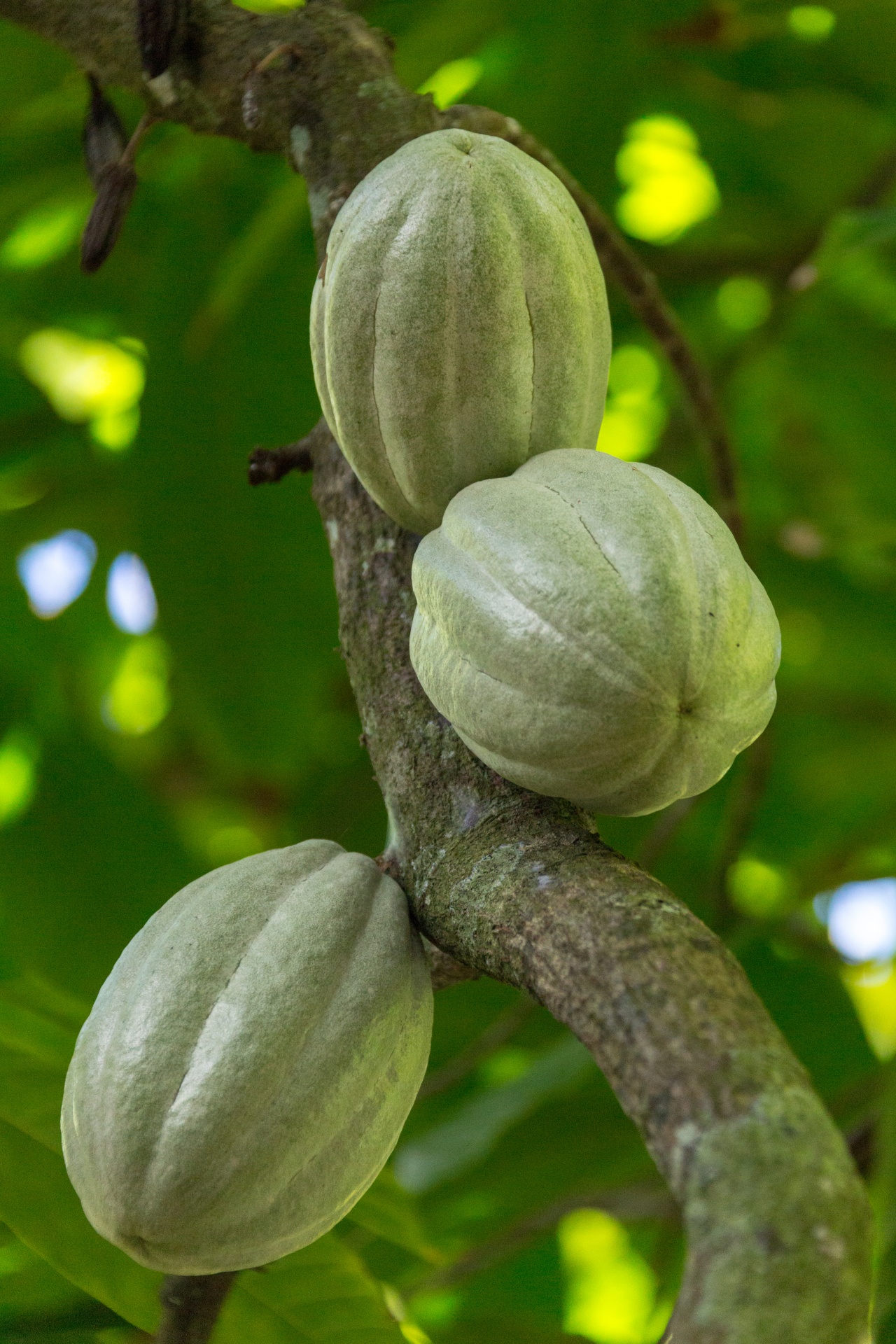 Growing Cocoa Pods