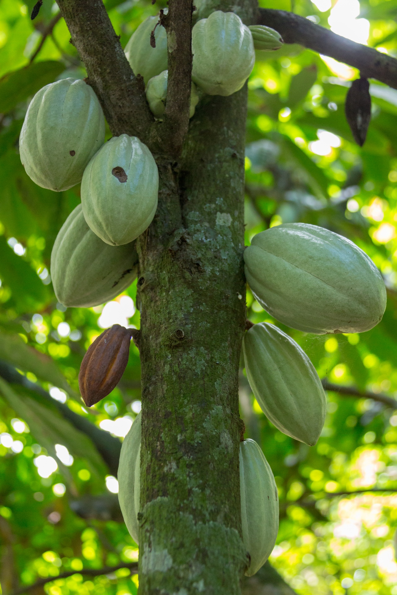 Growing Cocoa Pods