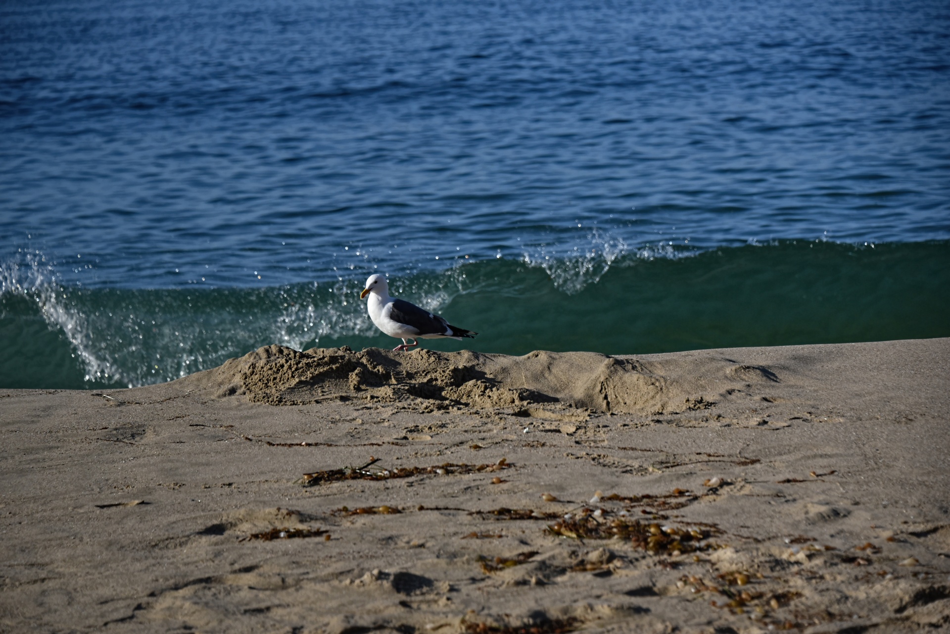 Gull, Sand, And Wave