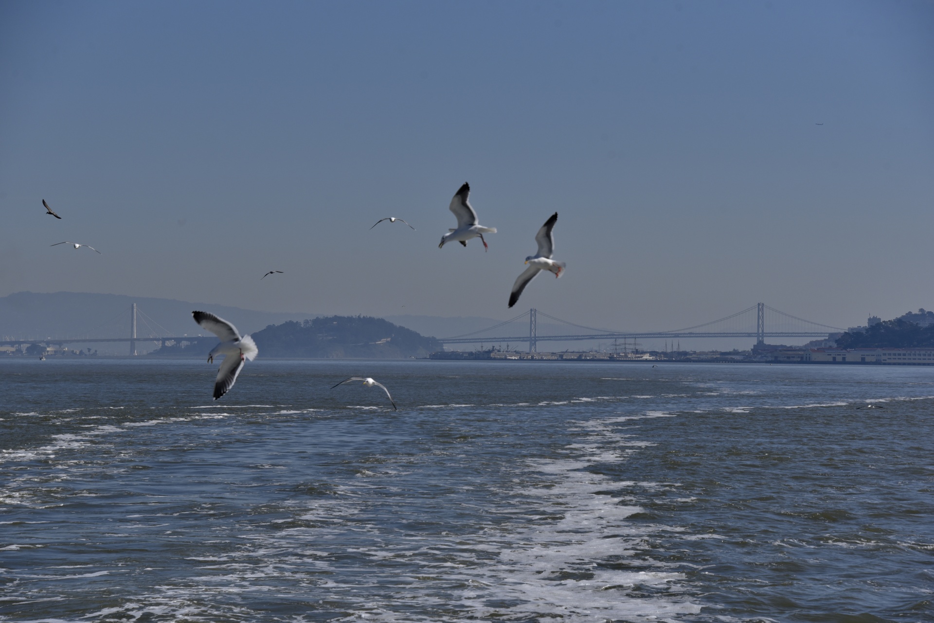 Gulls Over The Bay