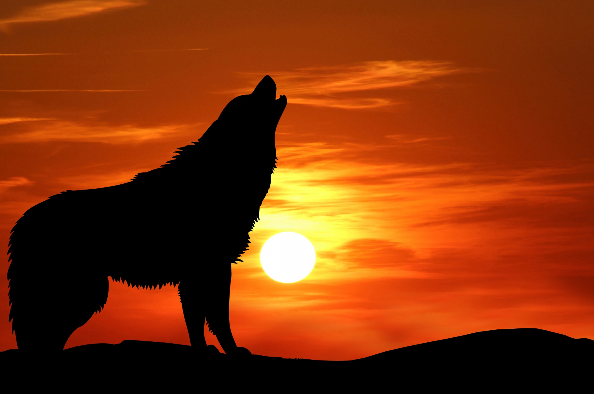 Silhouette of a howling wolf at sunset