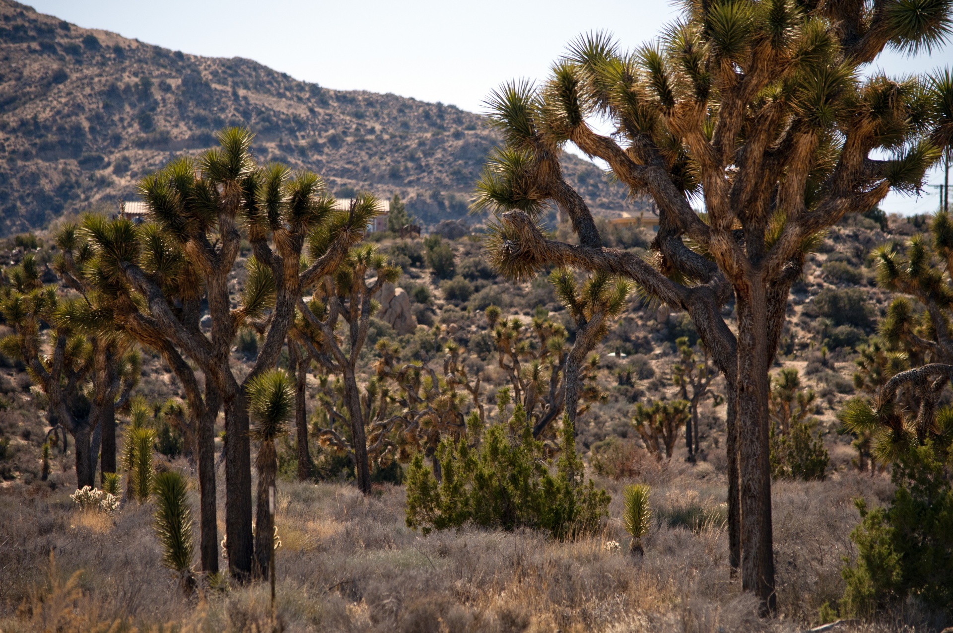 joshua-tree-national-monument-free-stock-photo-public-domain-pictures