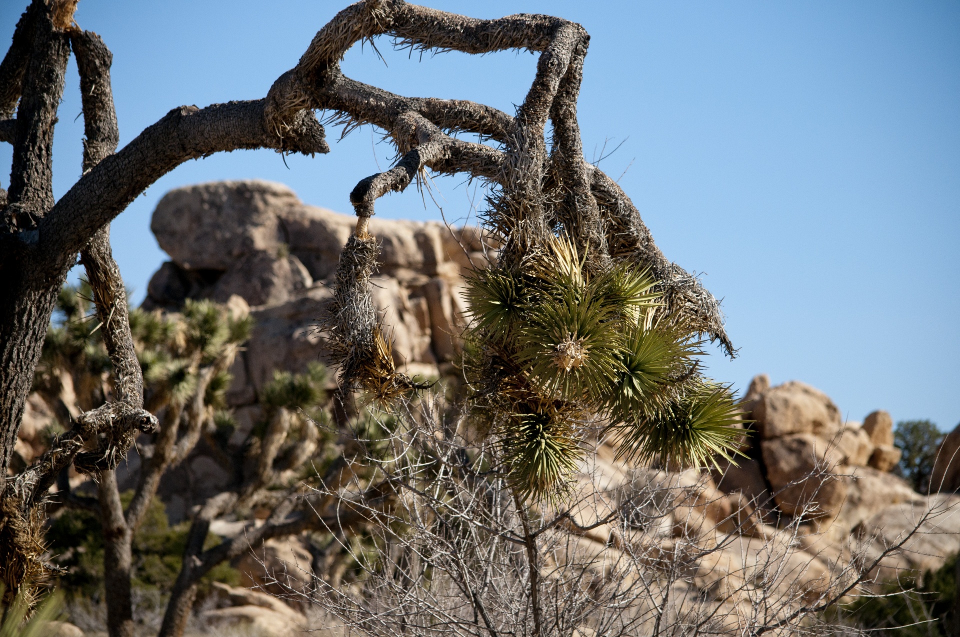 joshua-tree-national-monument-free-stock-photo-public-domain-pictures