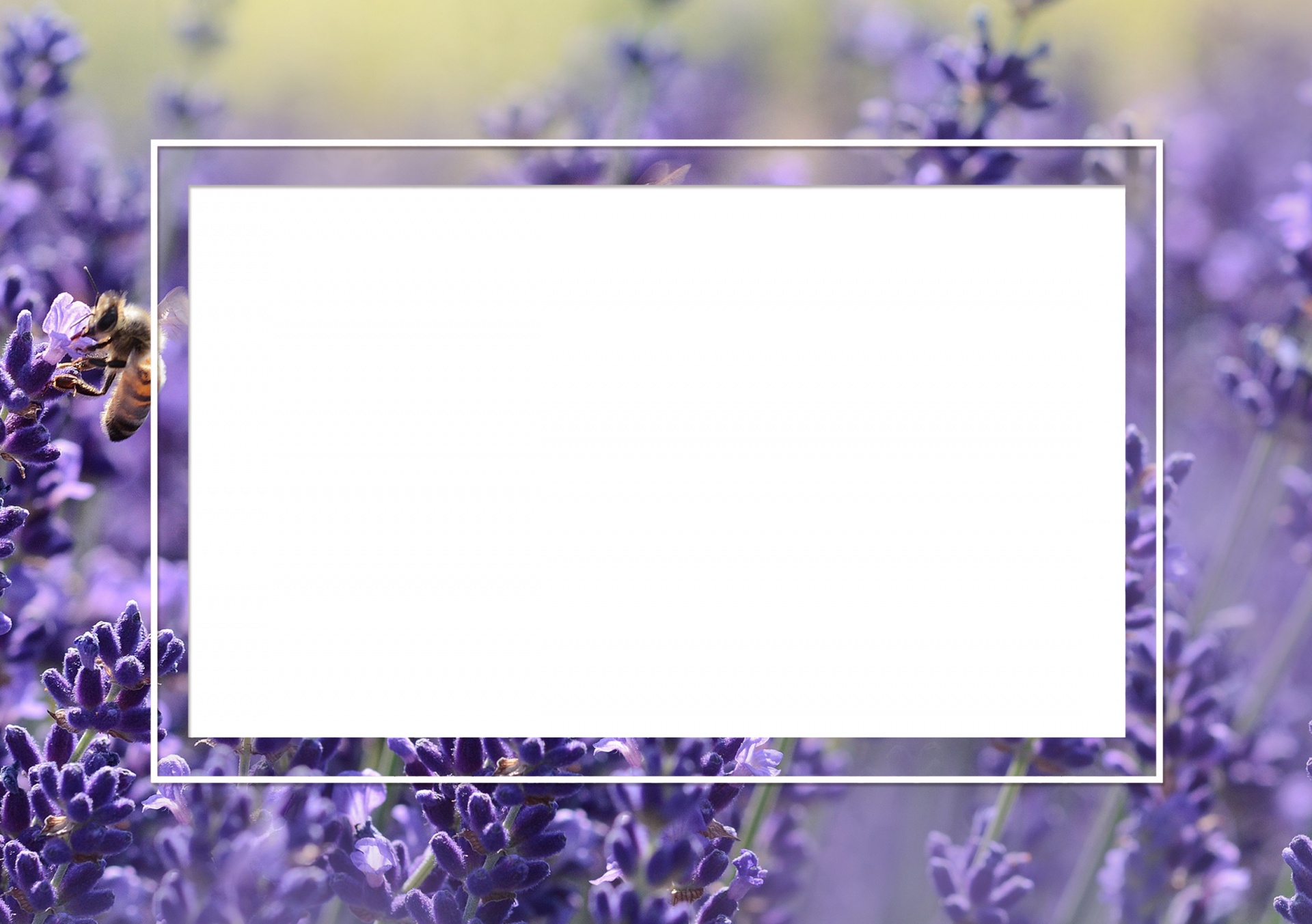 Lavender photo or picture frame