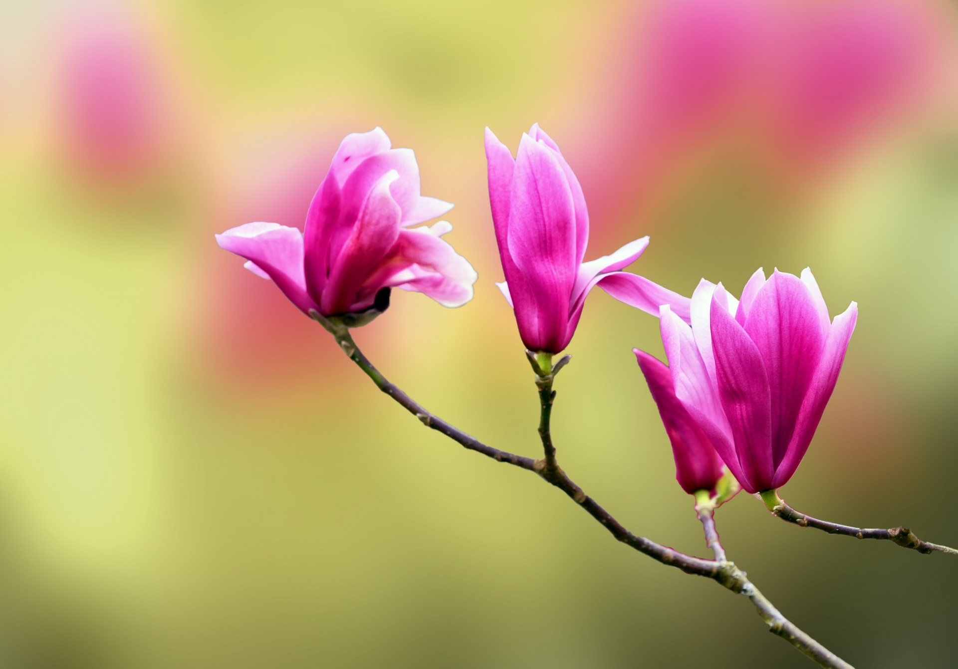 Pink magnolia tree blossom flowers