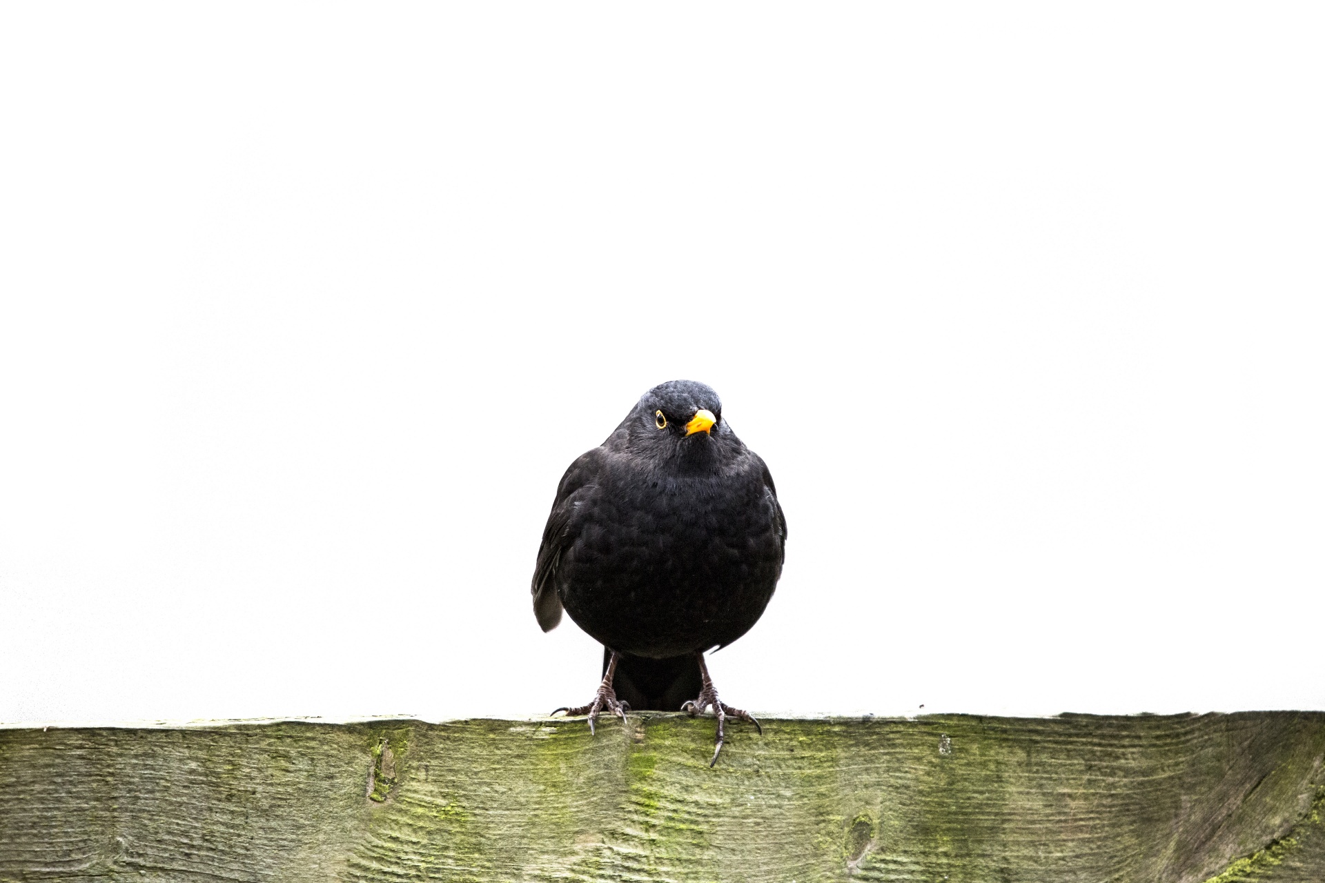 The common blackbird is a species of true thrush. It is also called Eurasian blackbird, or simply blackbird where this does not lead to confusion with a similar-looking local species.