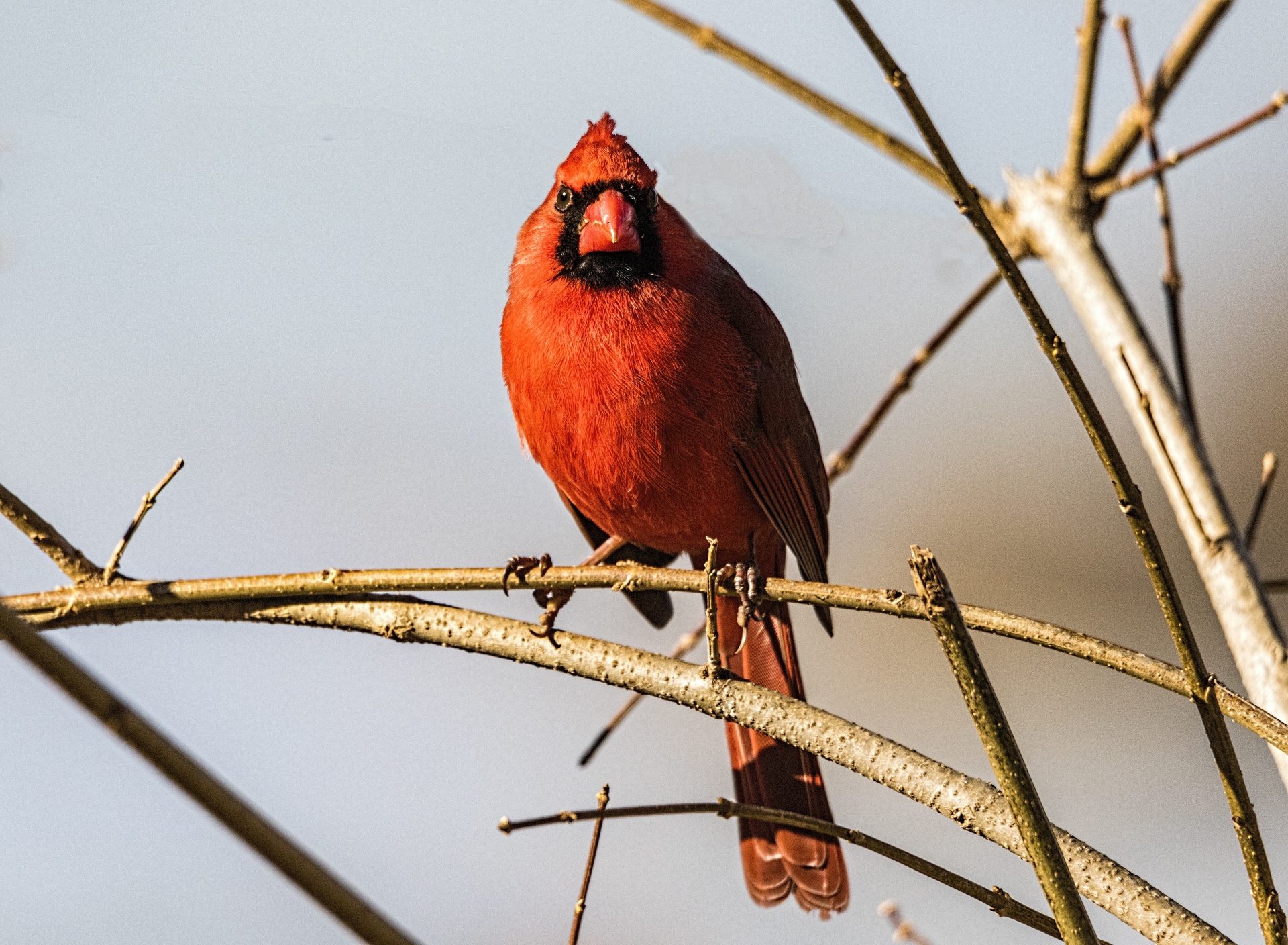 A male cardinal perched on a tree limb