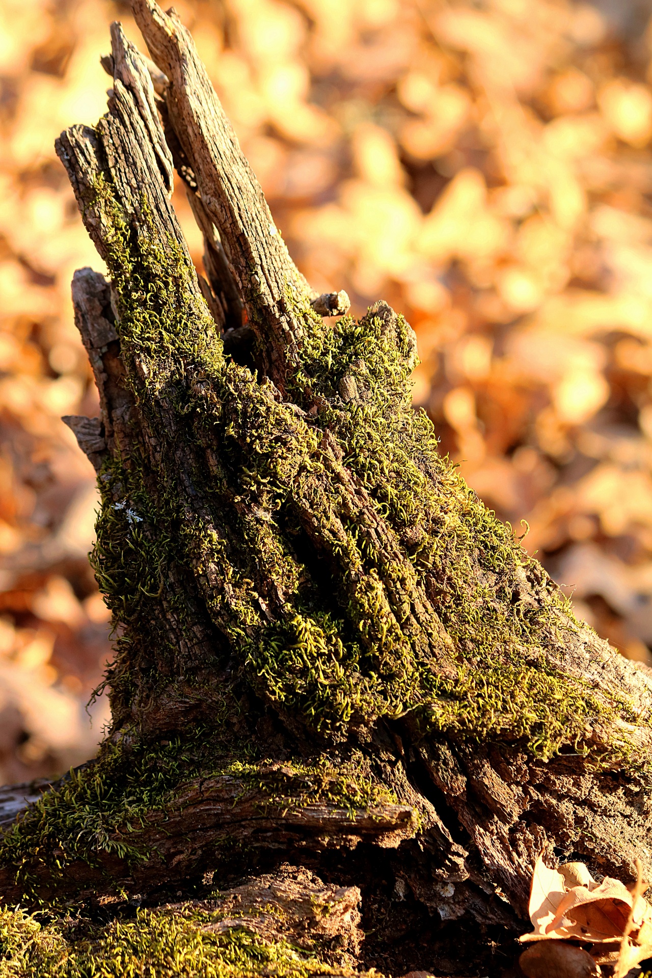 Moss On Tree Stump Close-up