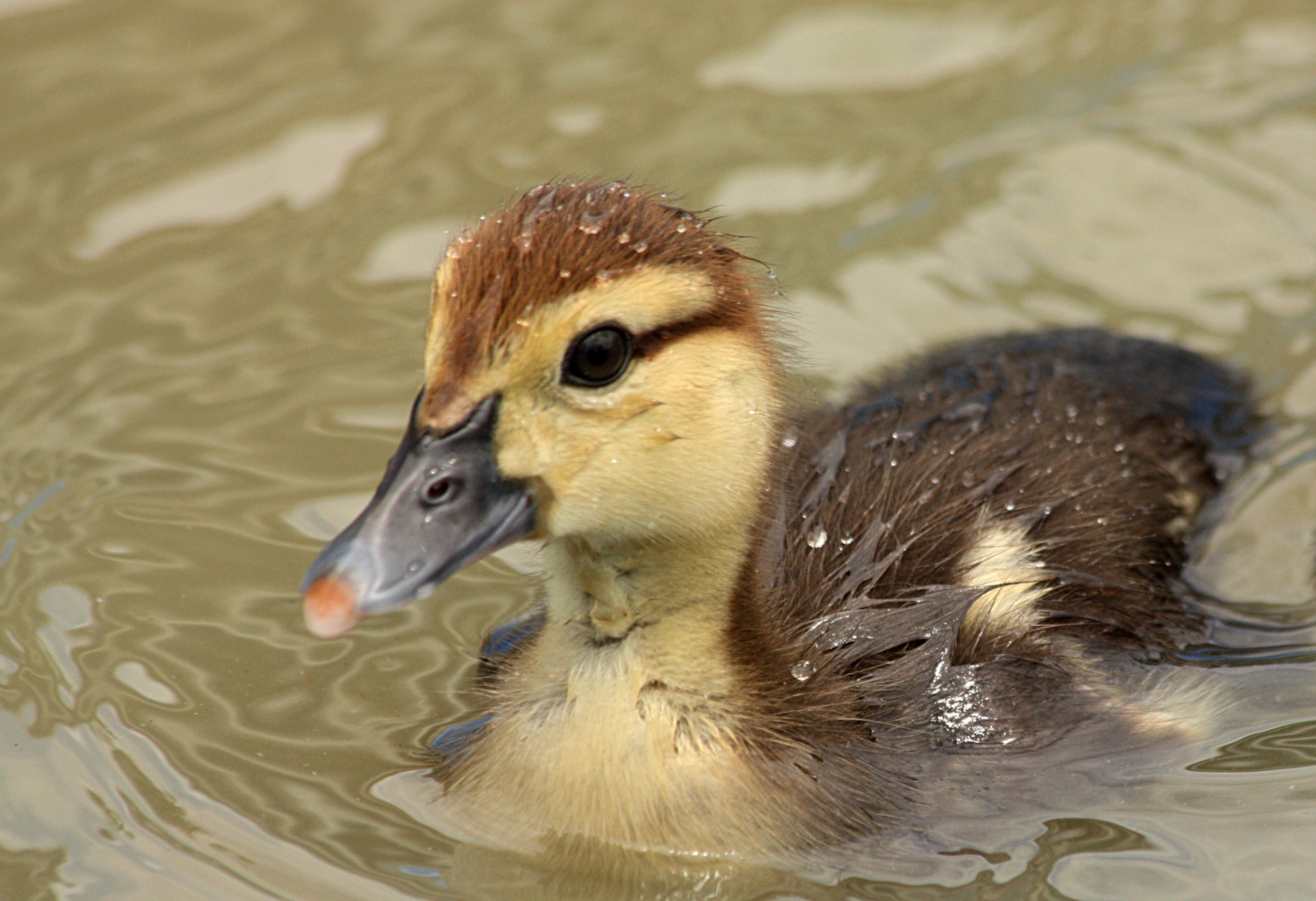 Muscovy Duckling Close-up