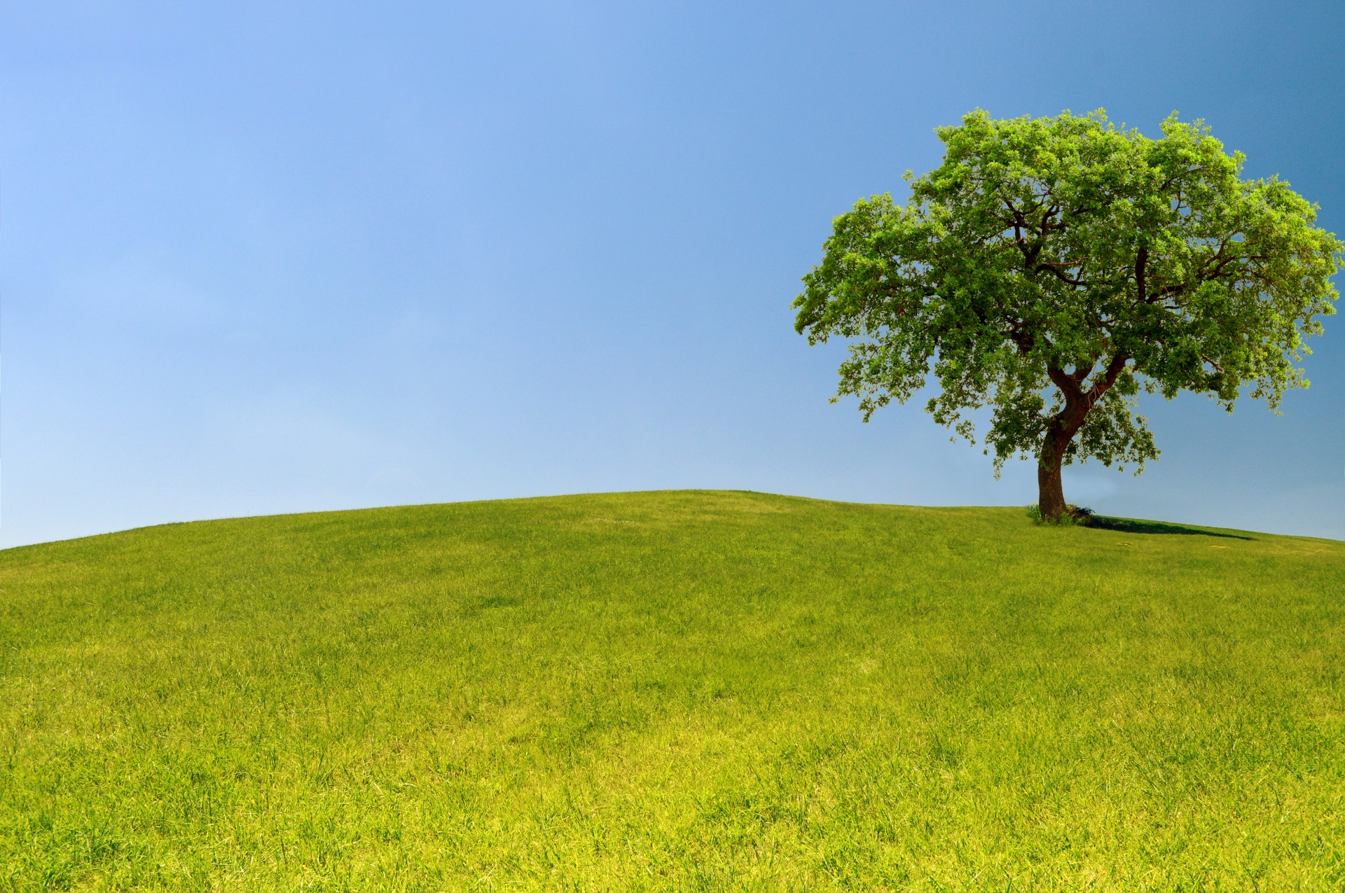 Lone oak tree standing on hill of green grass and blue sky landscape
