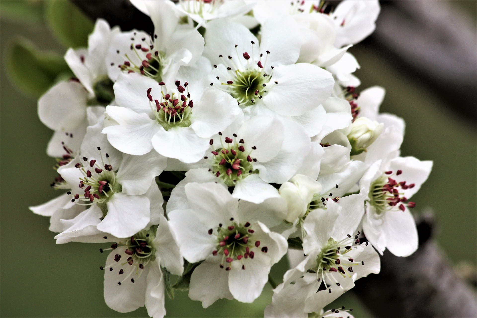 Pear Blossoms Close-up 2