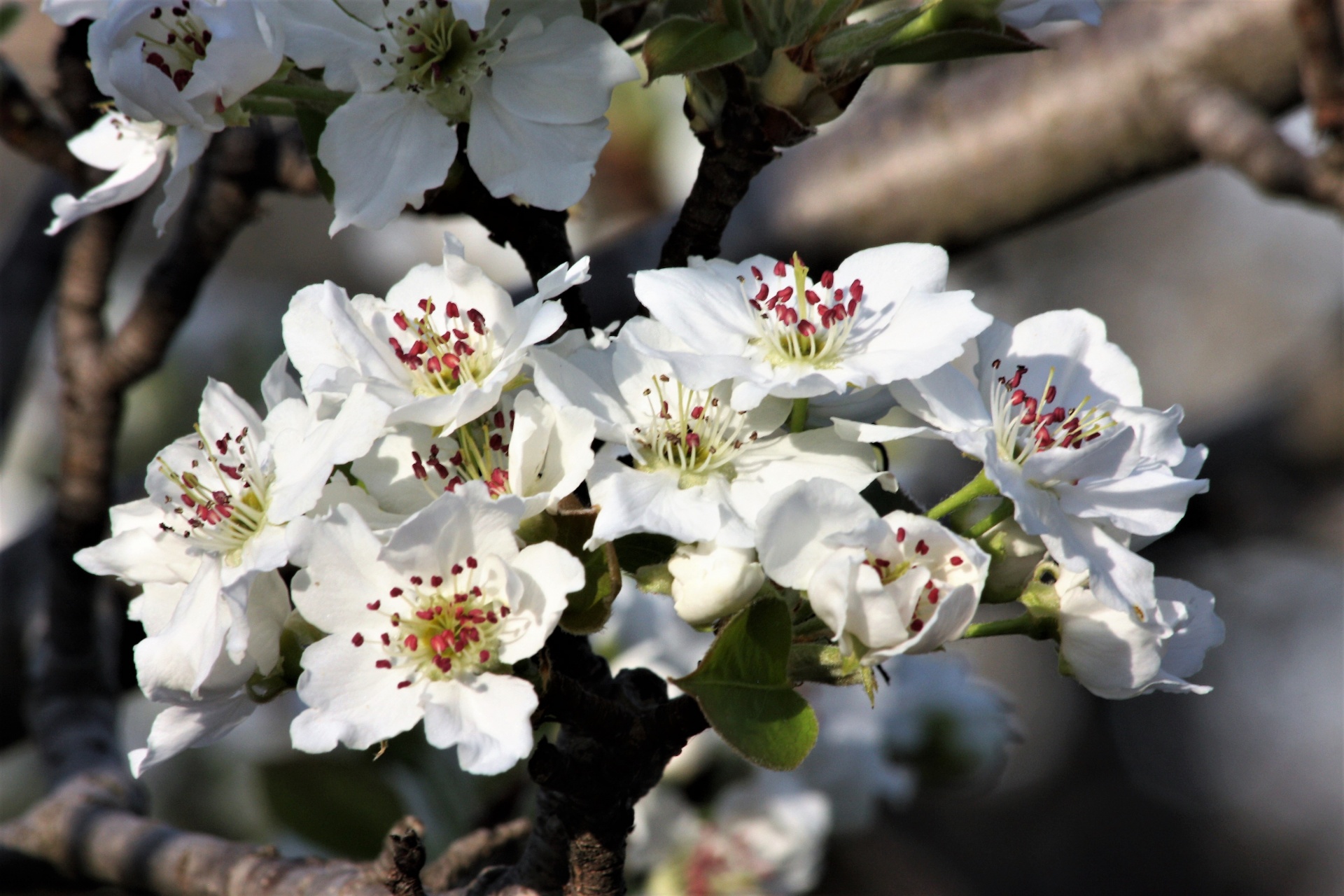 Pear Blossoms Close-up