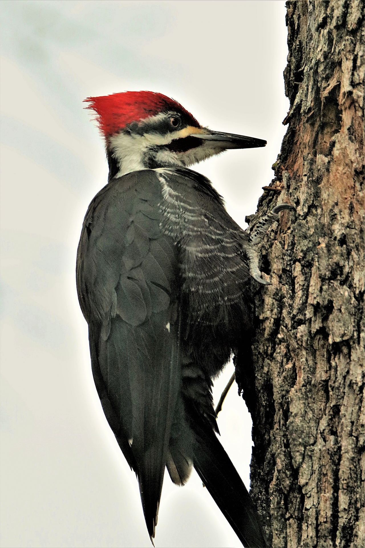Pileated Woodpecker On Tree