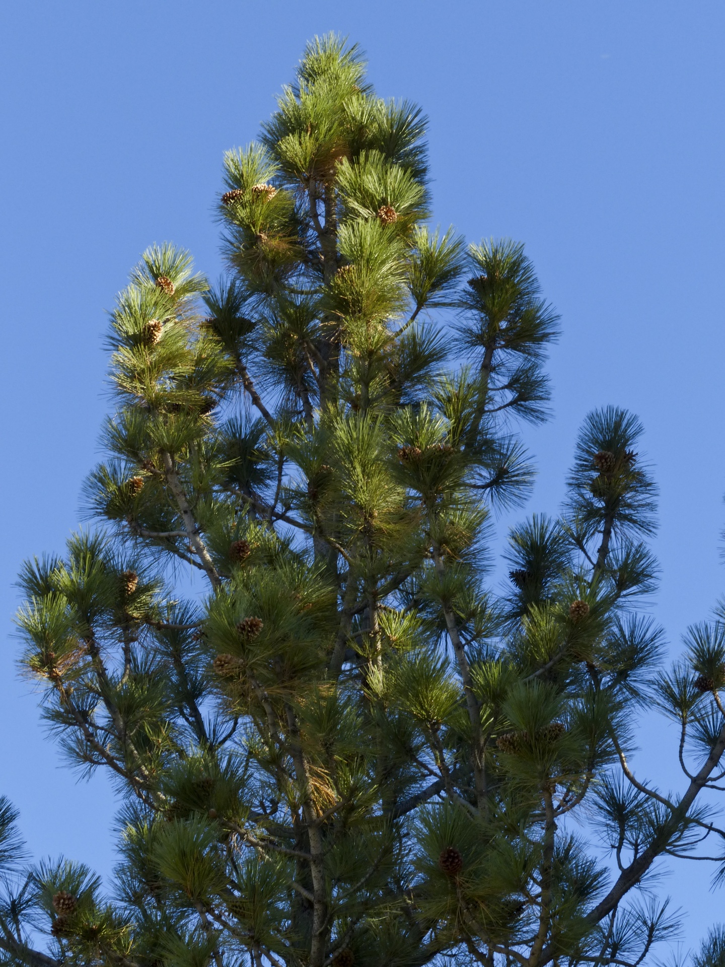 Pine Tree Blue Sky