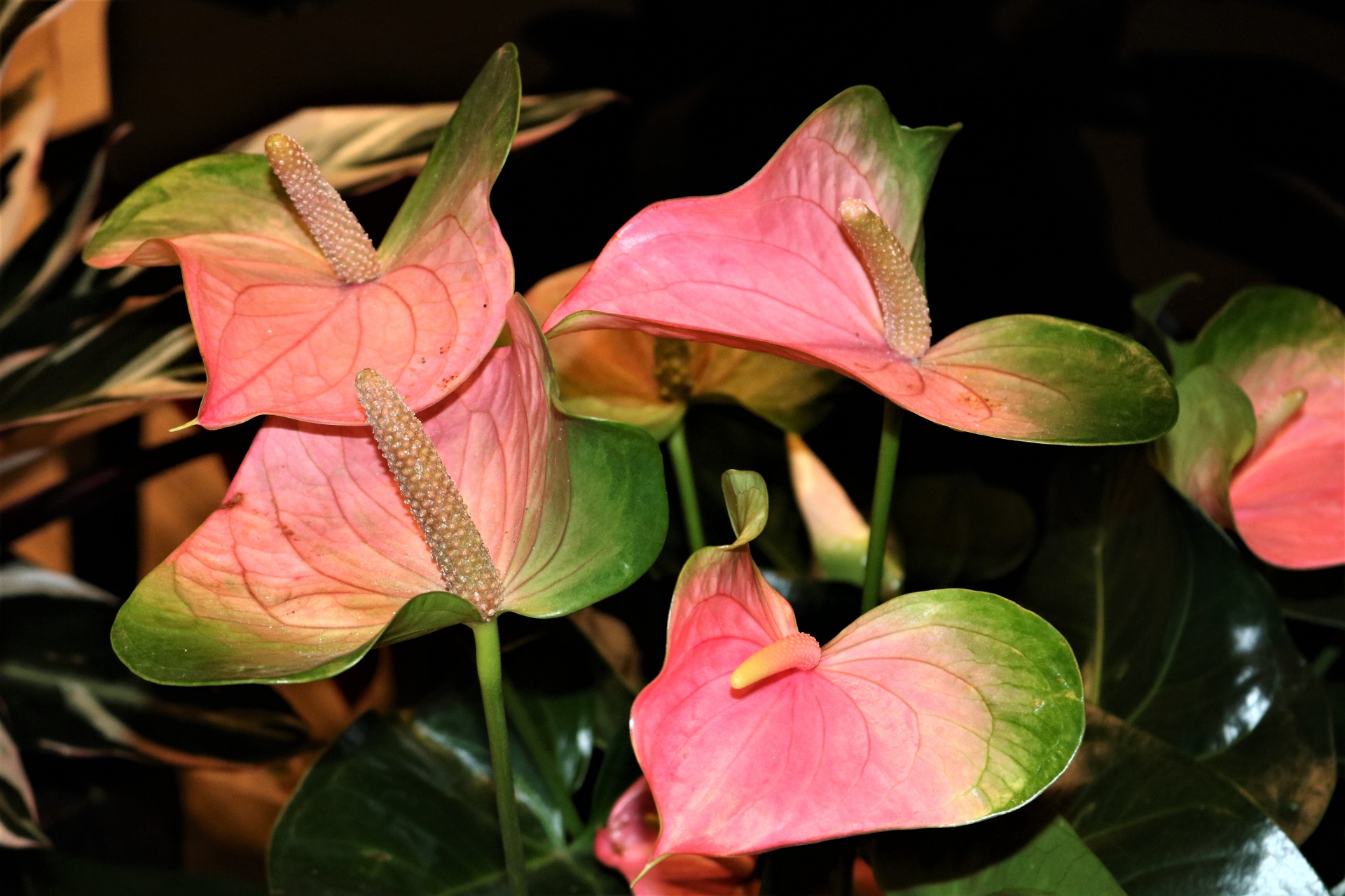 Pink Anthurium Flowers