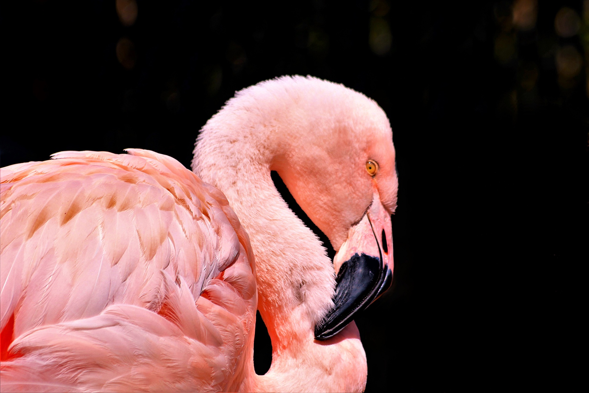 Close-up of the head, neck and shoulders of a beautiful pink greater flamingo, with his beak touching his curved neck, on a black background.