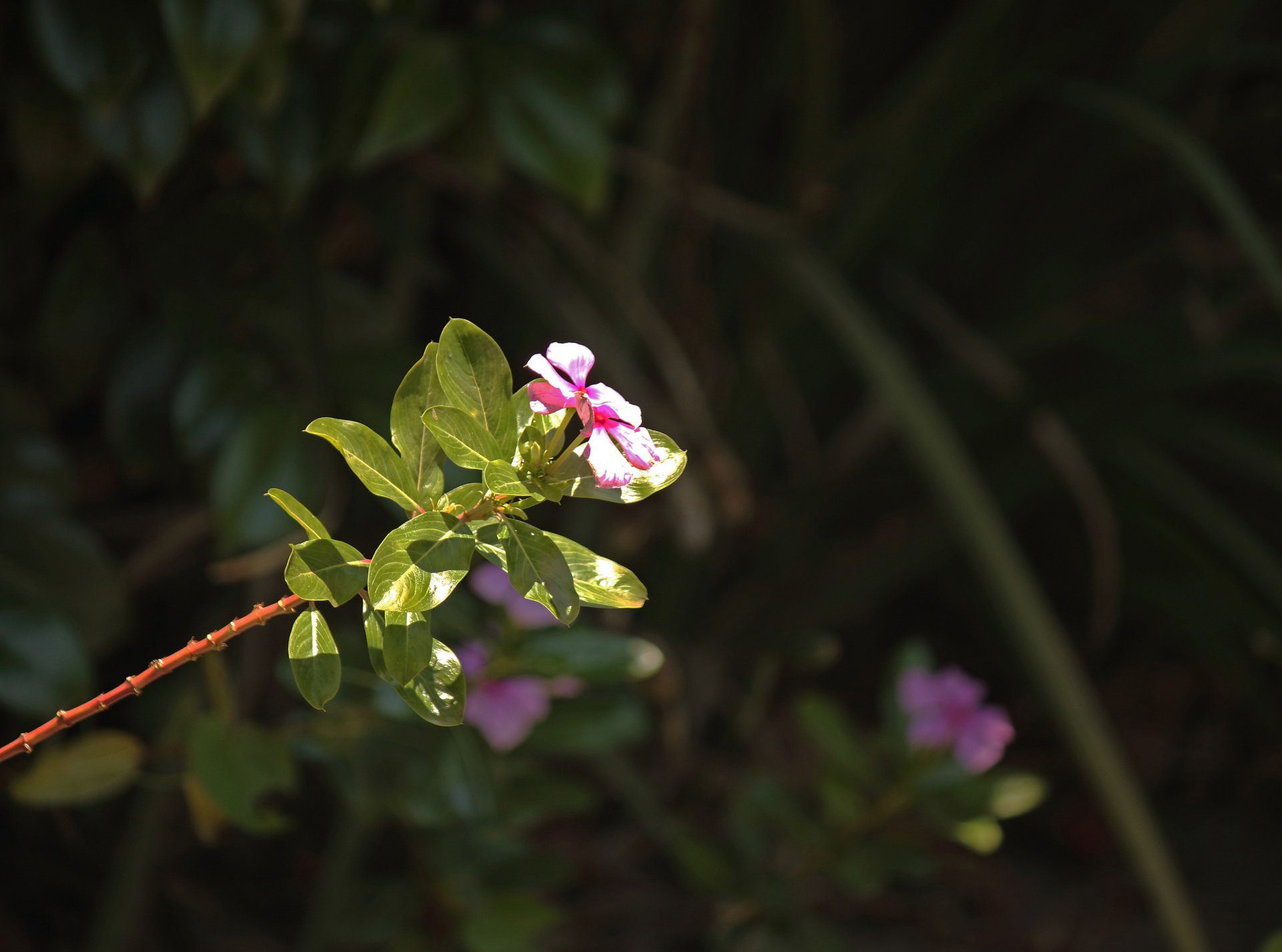 Pink Periwinkle Flowers And Leaves