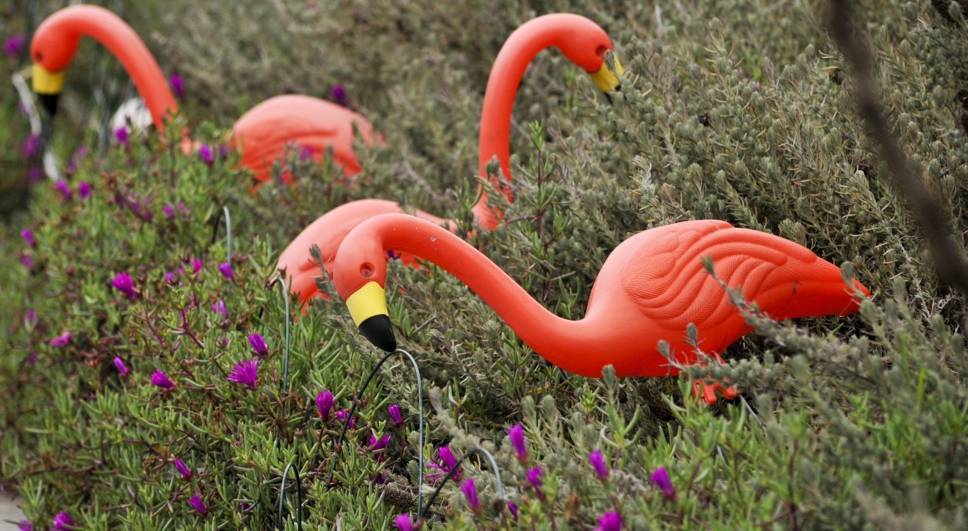 Plastic Flamingos