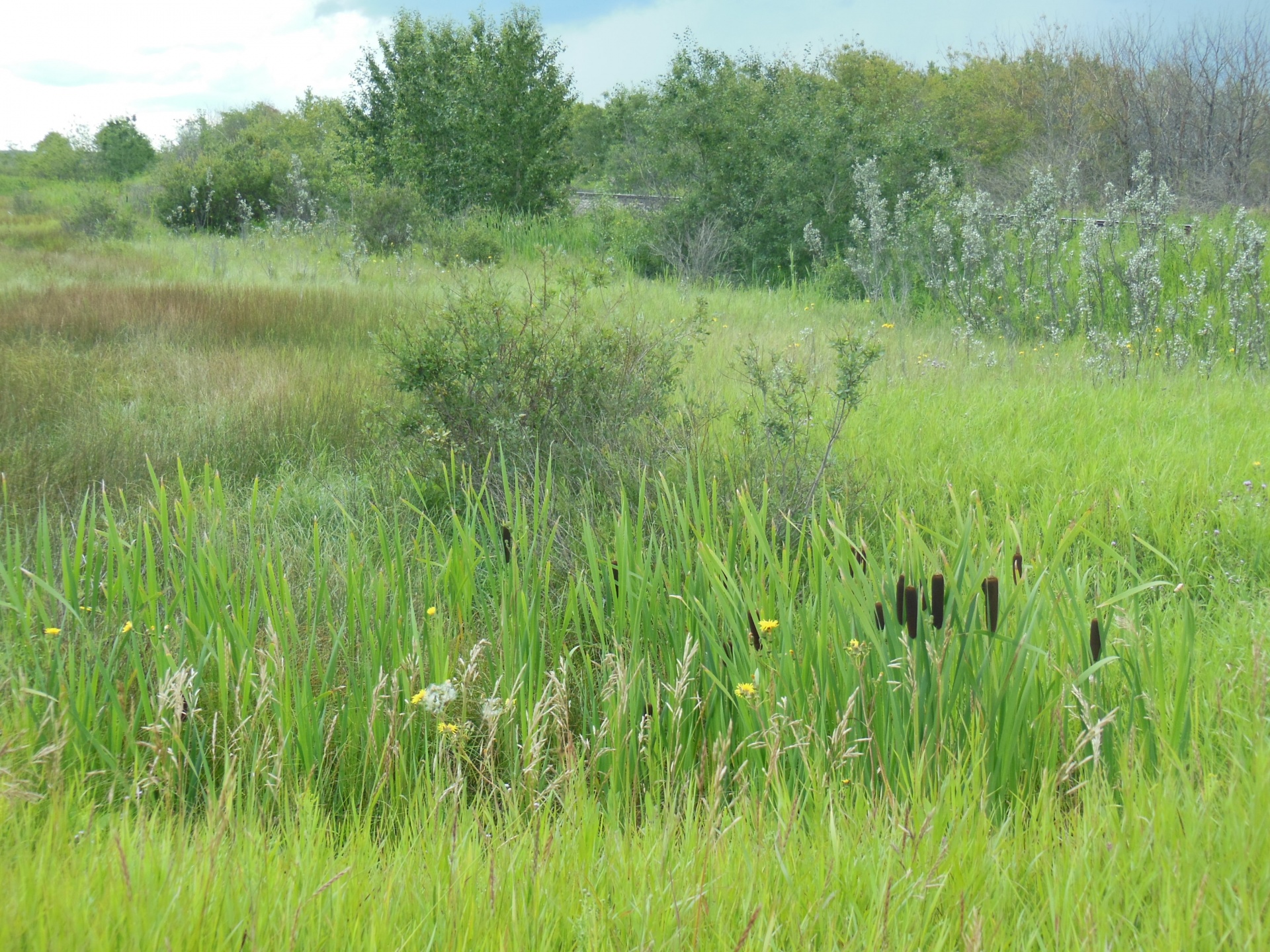 Summer grasses on the prairies