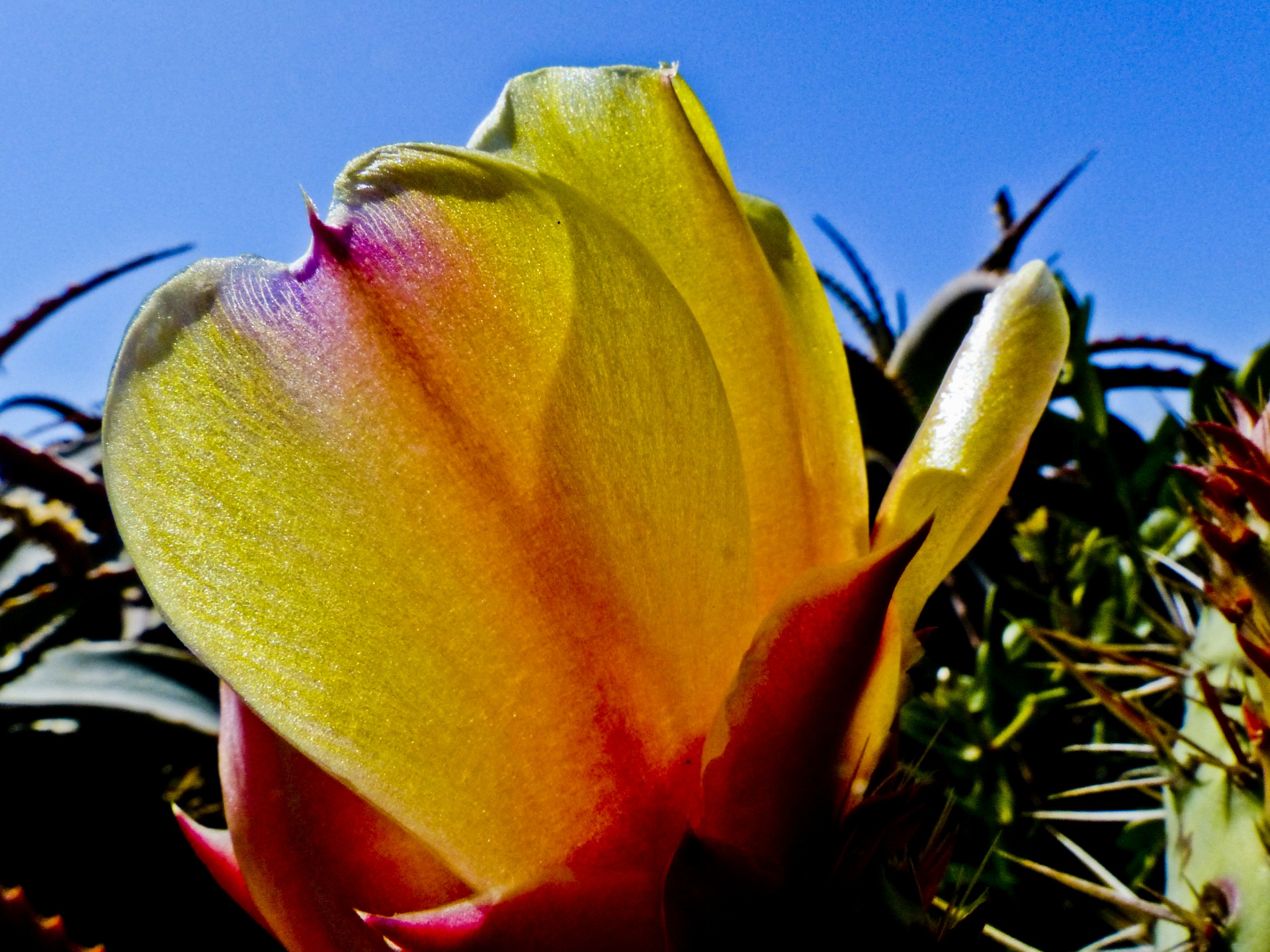 Yellow Prickly pear flower with the light adding glow to the petals against a blue sky