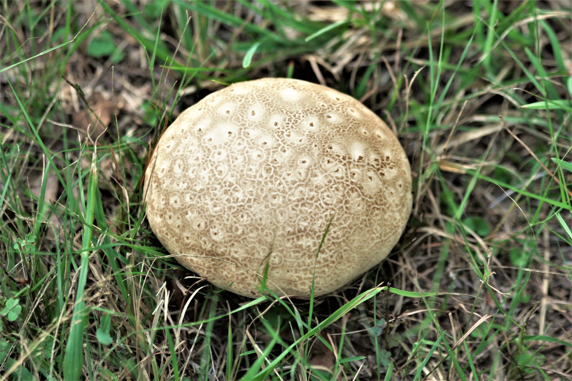 Close-up of a light brown puffball mushroom, growing in tall green grass.