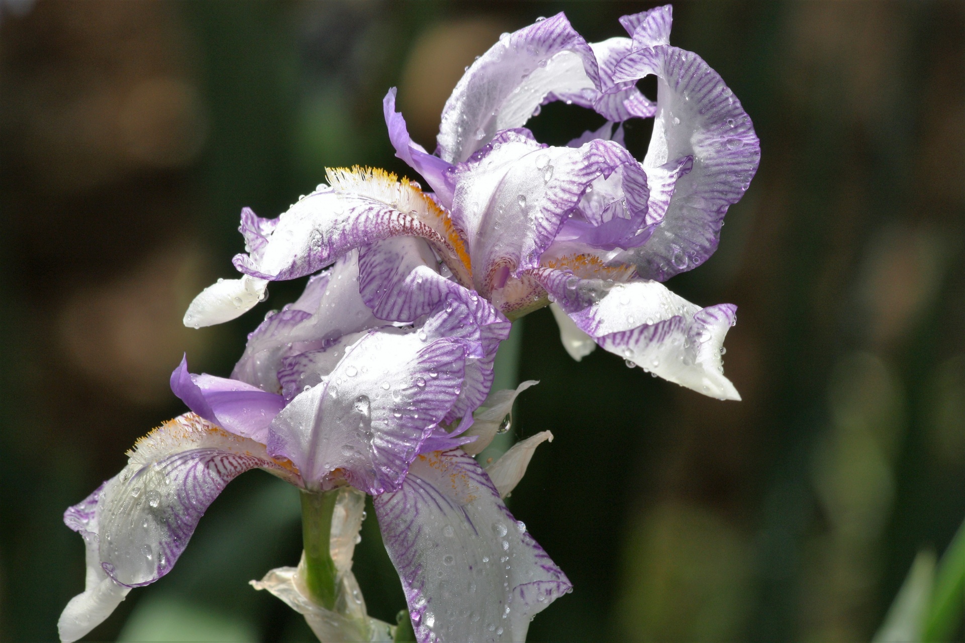 Purple And White Iris After A Rain