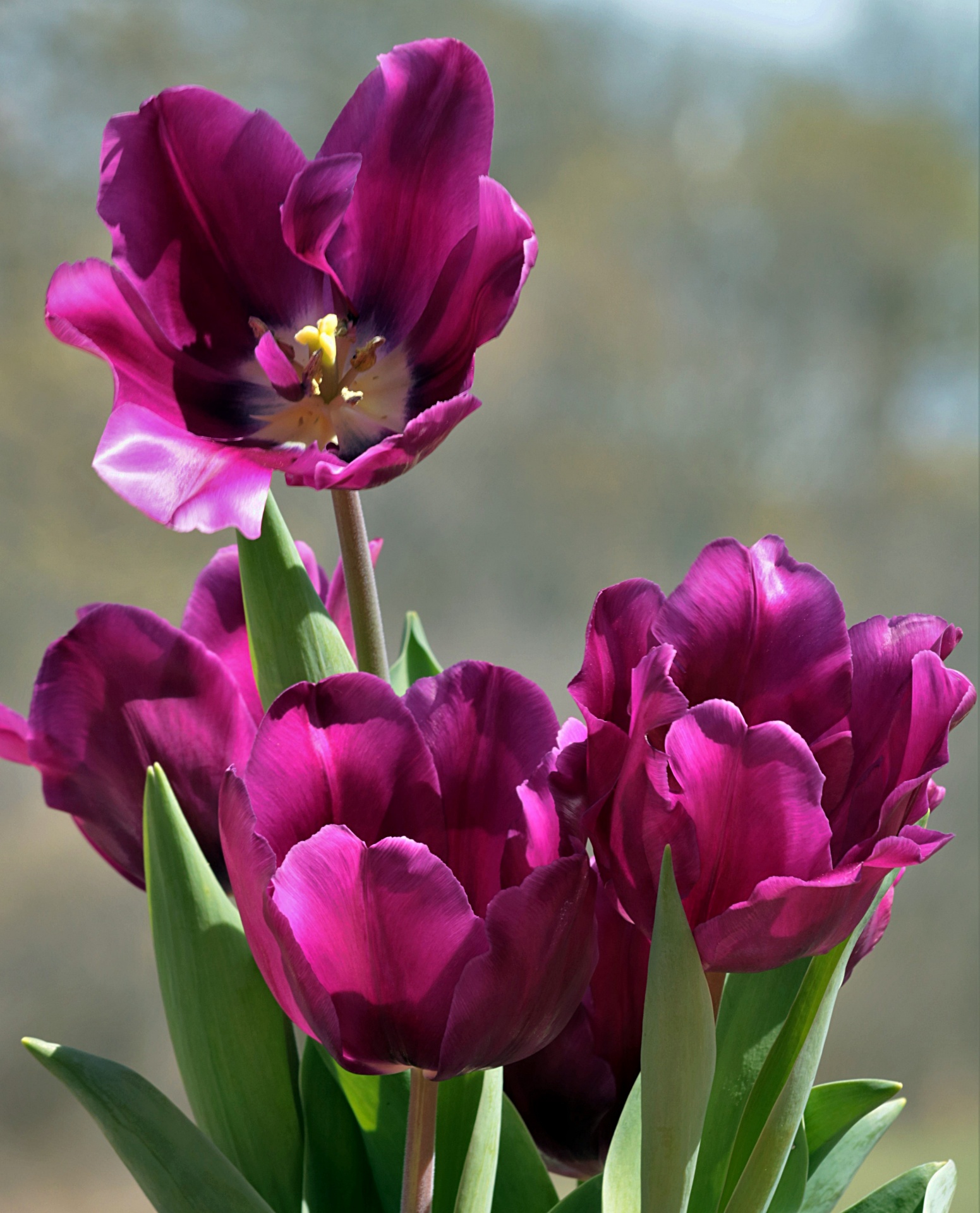 A group of four purple tulips with green leaves on a blurred blue and green background.