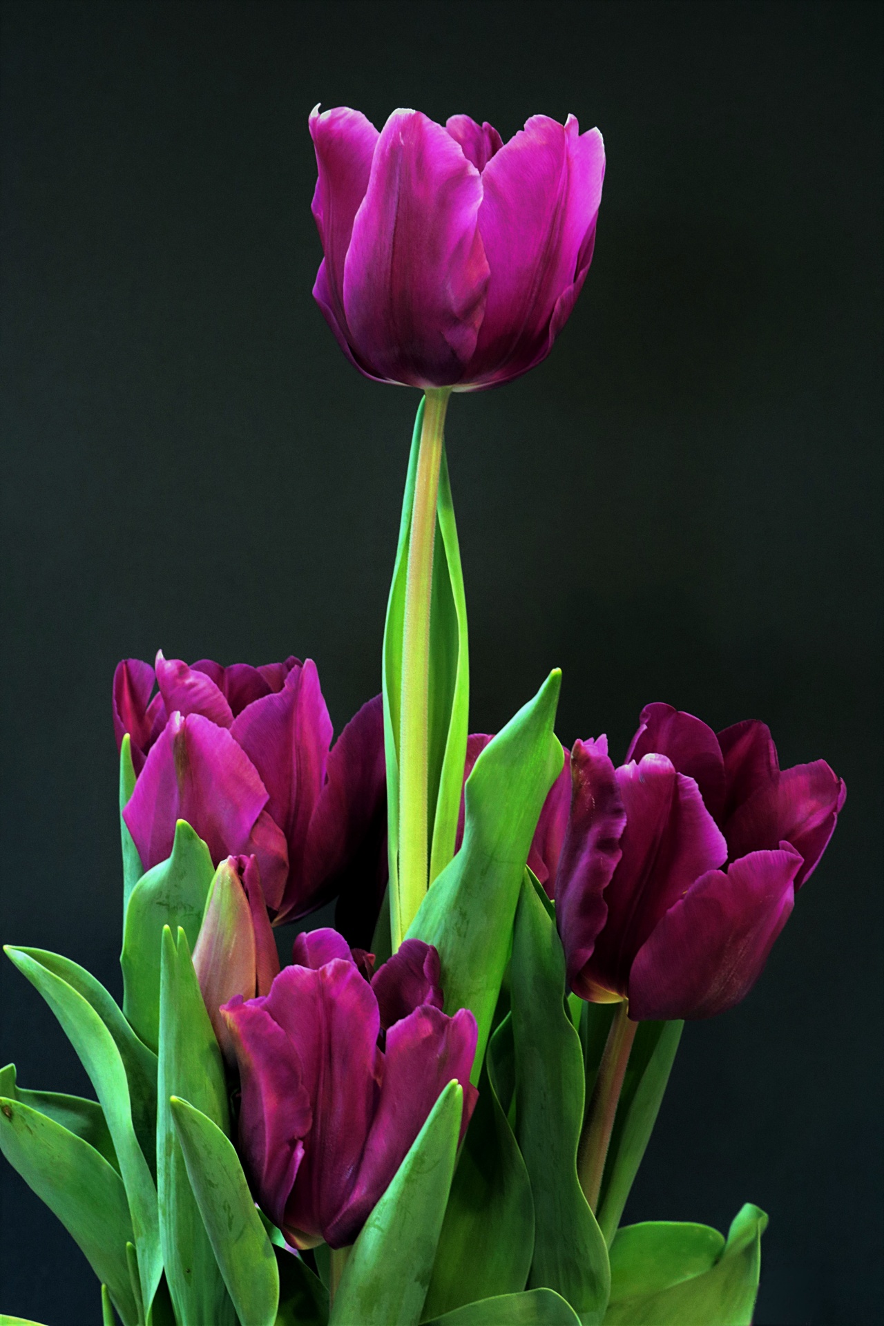 A group of deep purple tulips, with one standing tall among the other, with green leaves, isolated on a solid black background.