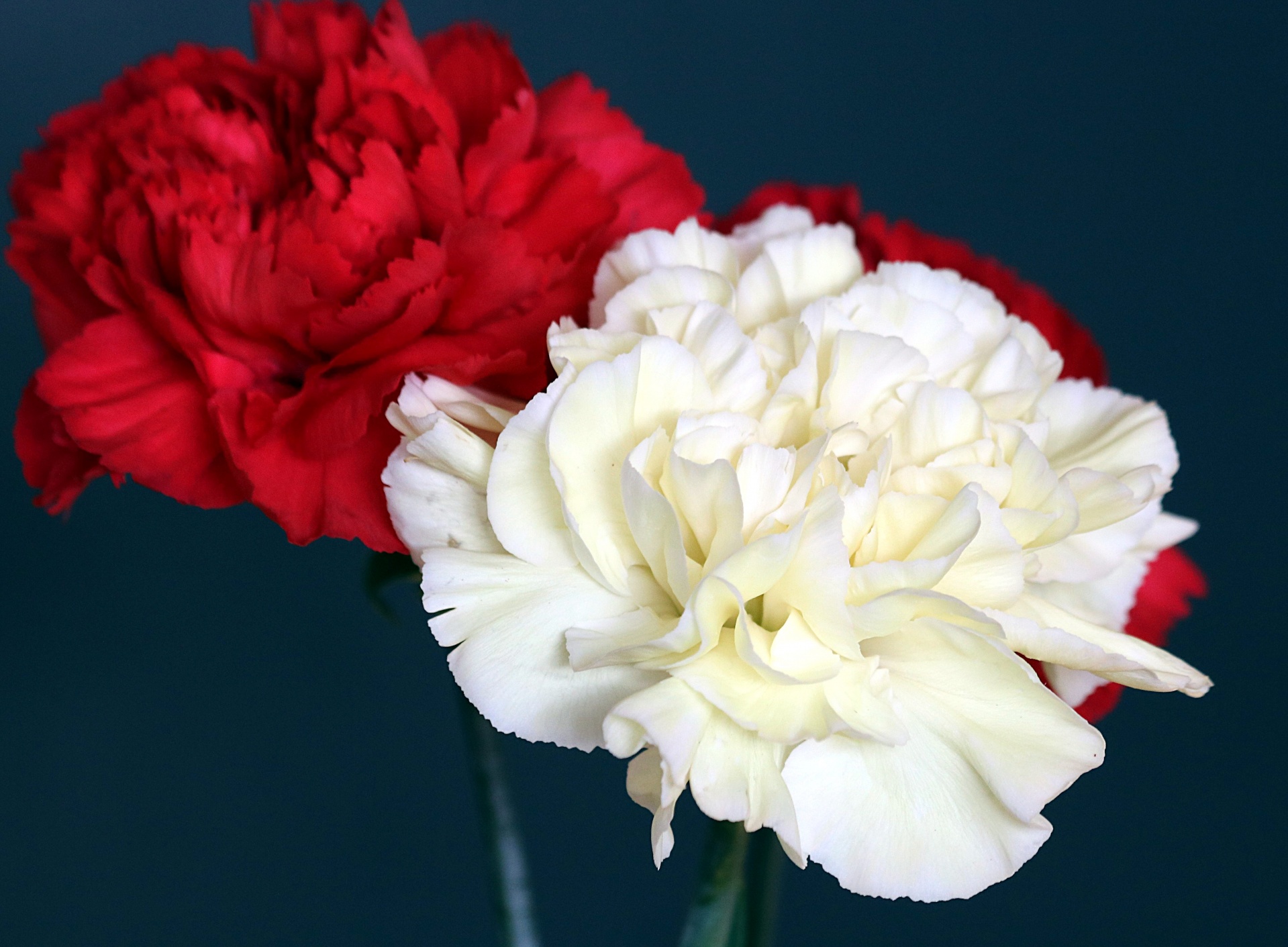 Close-up of a beautiful white carnation flower with a red carnation behind it, on a blue background.