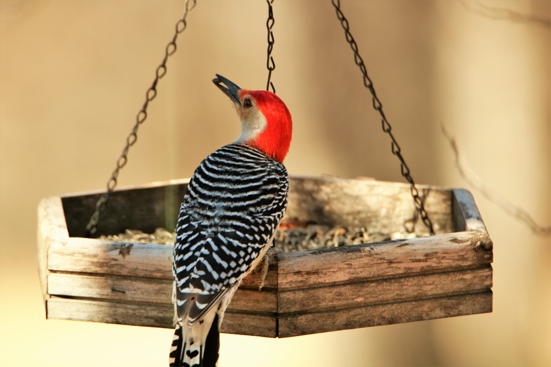 Red-bellied Woodpecker At Feeder 2