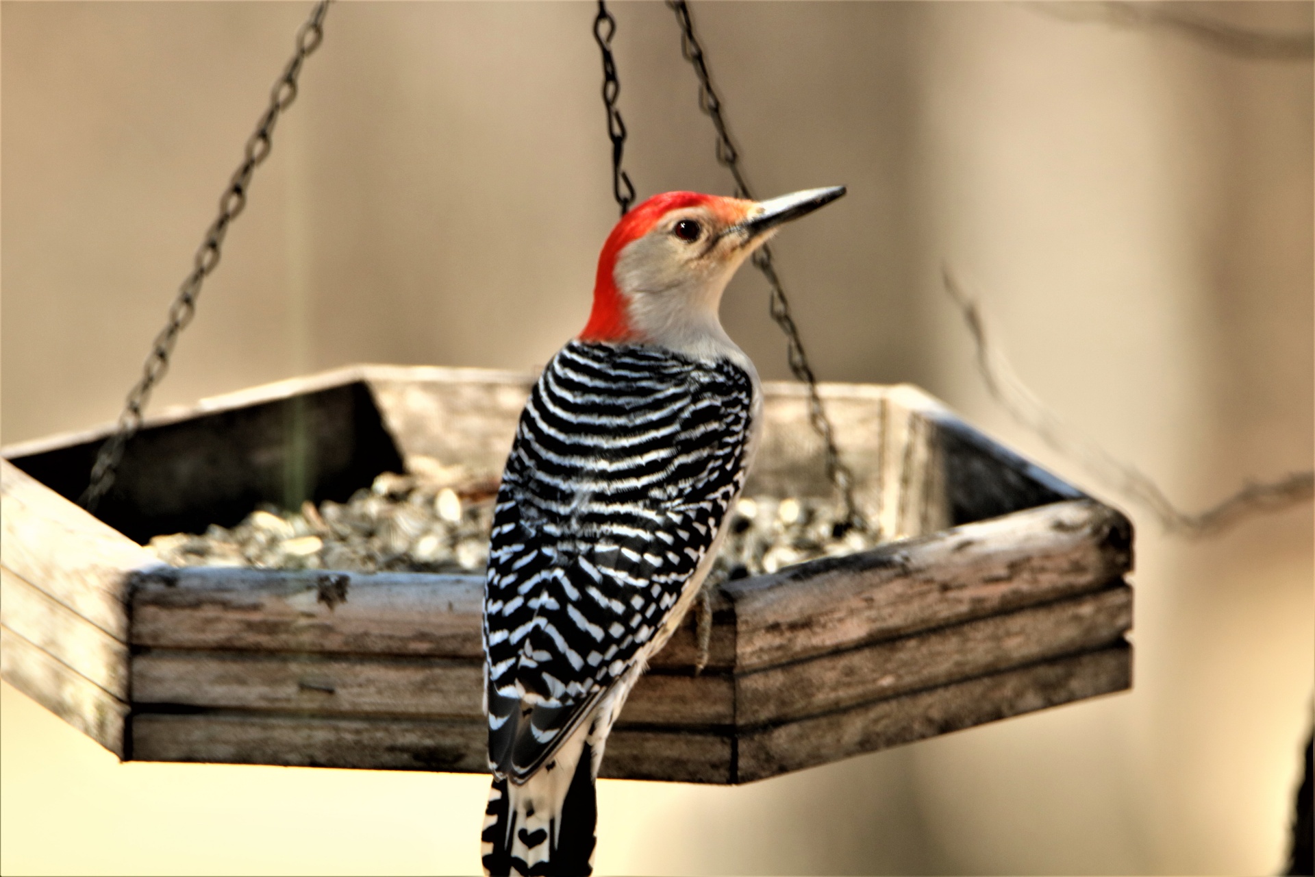 Red-bellied Woodpecker At Feeder