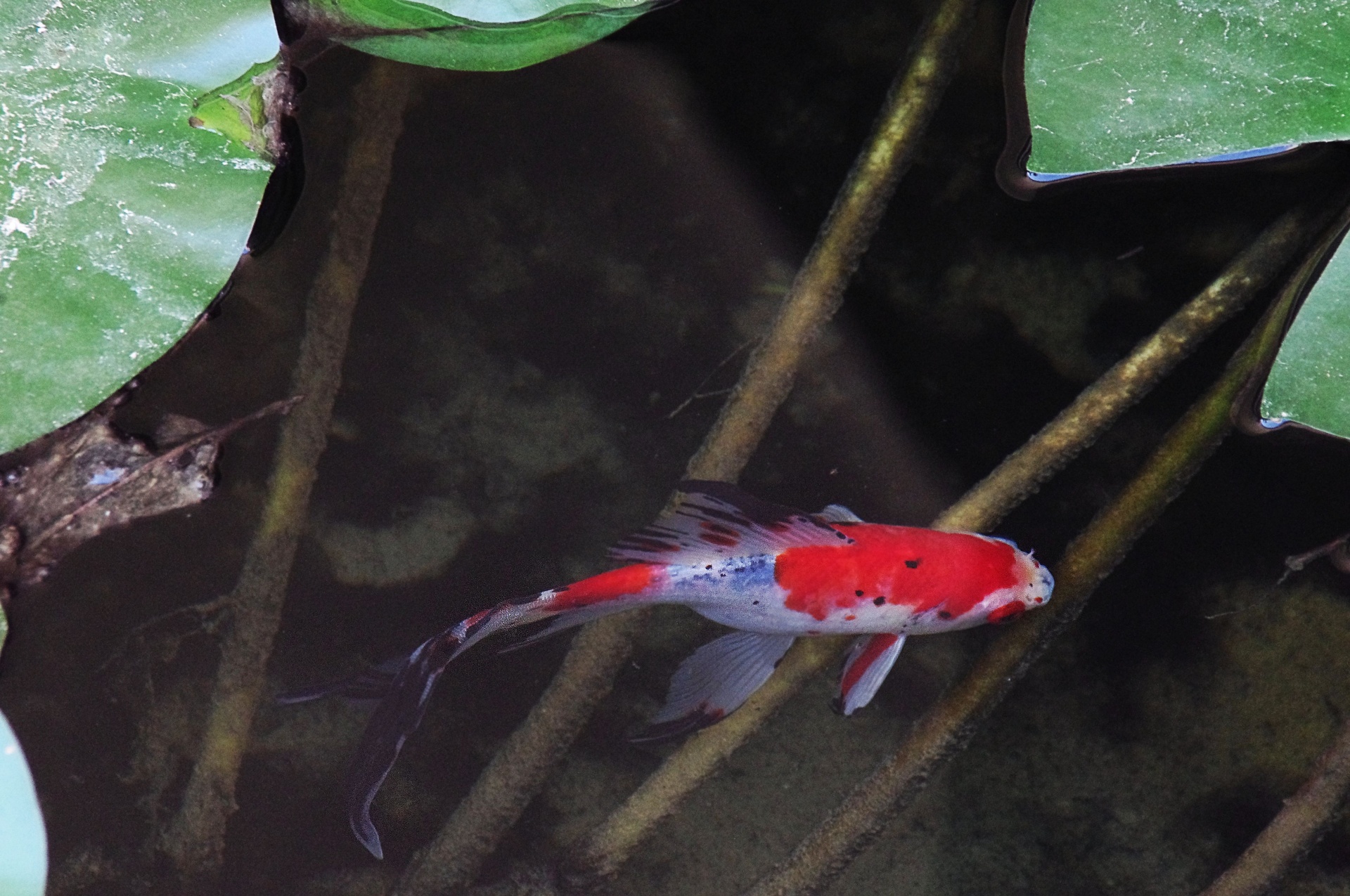 Red Koi Fish In Fishpond