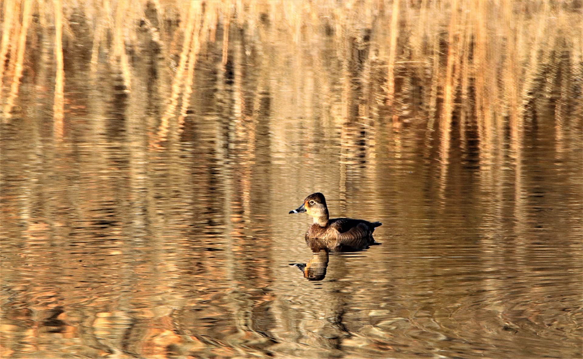 Ring-necked Duck On Golden Pond