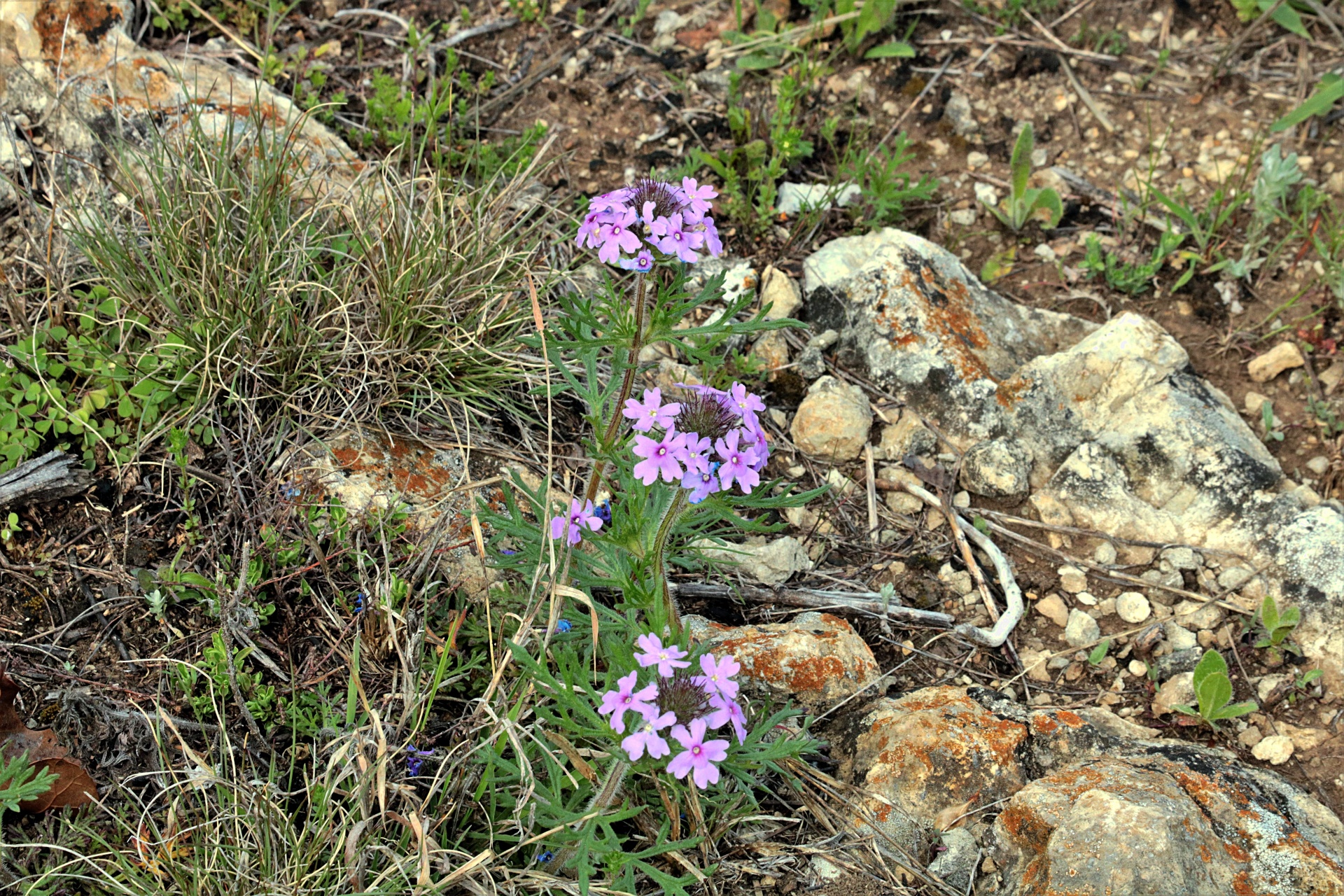 A groups of light purple rose verbena wildflowers growing among wild grass and colorful rocks in a spring country field.