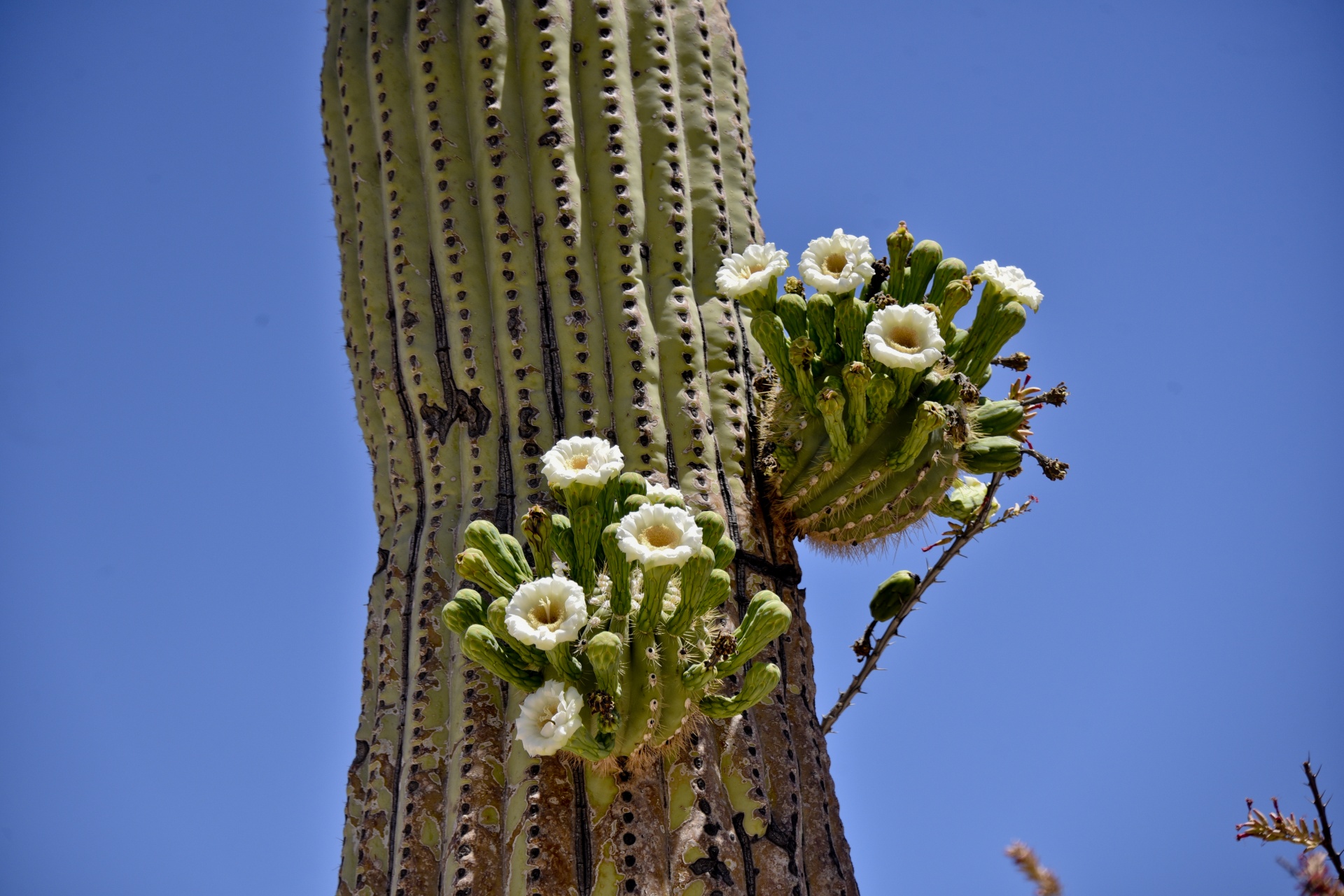 Arizona Saguaro cactus flowers