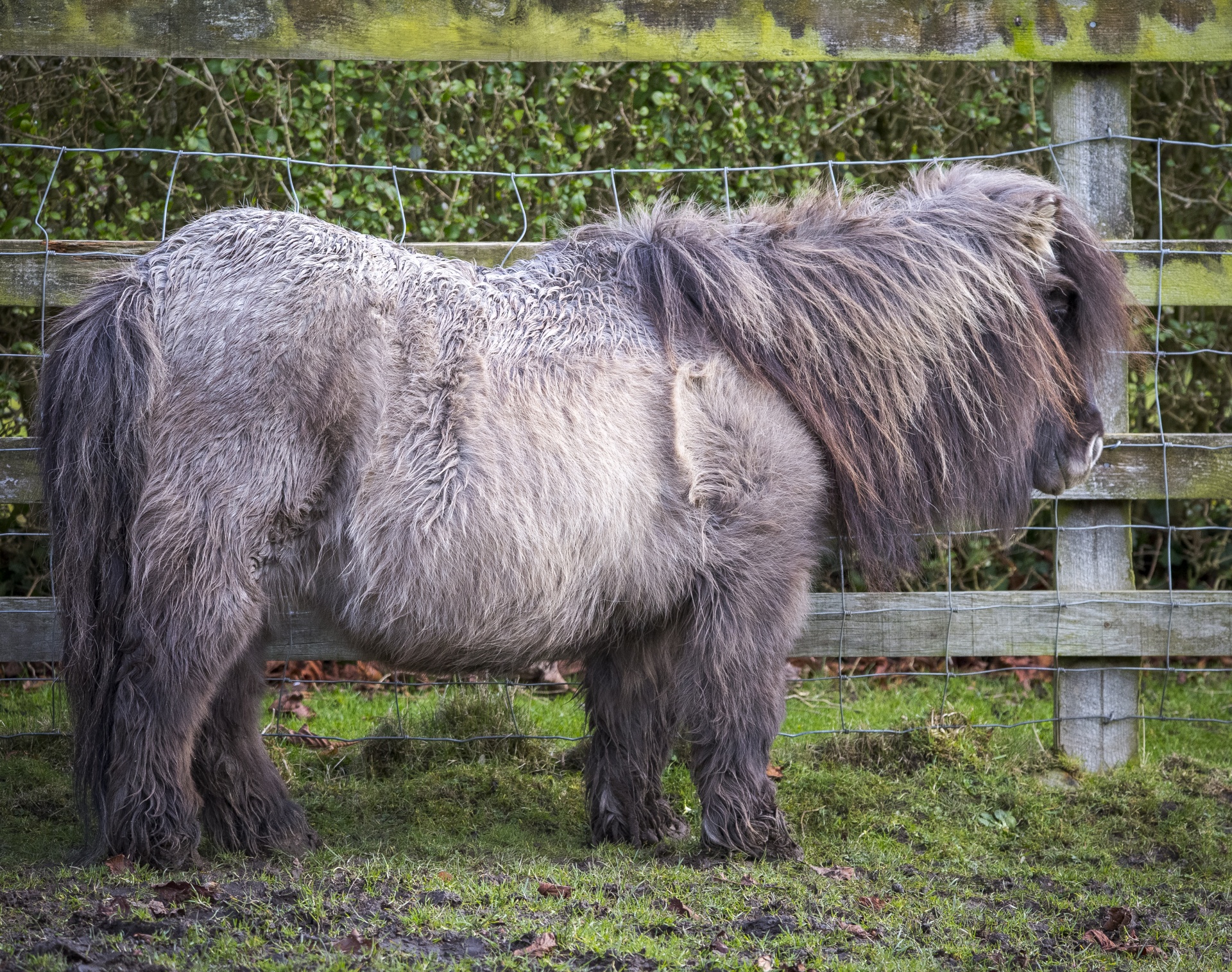 Shetland pony is a breed of pony originating in the Shetland Isles. Shetlands range in size from a minimum height of approximately 28 inches to an official maximum height of 42 inches