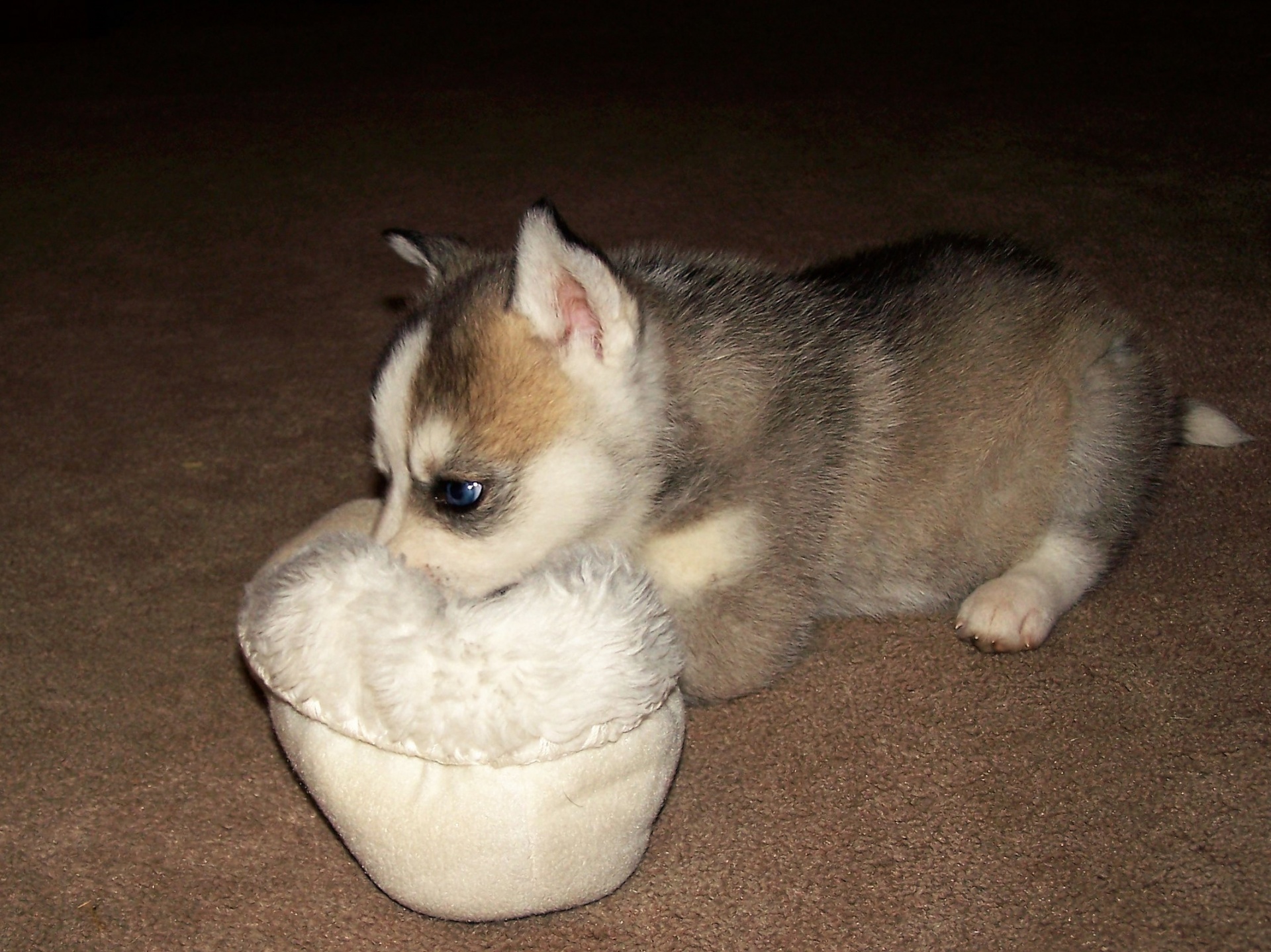 Siberian Husky Puppy With Shoe