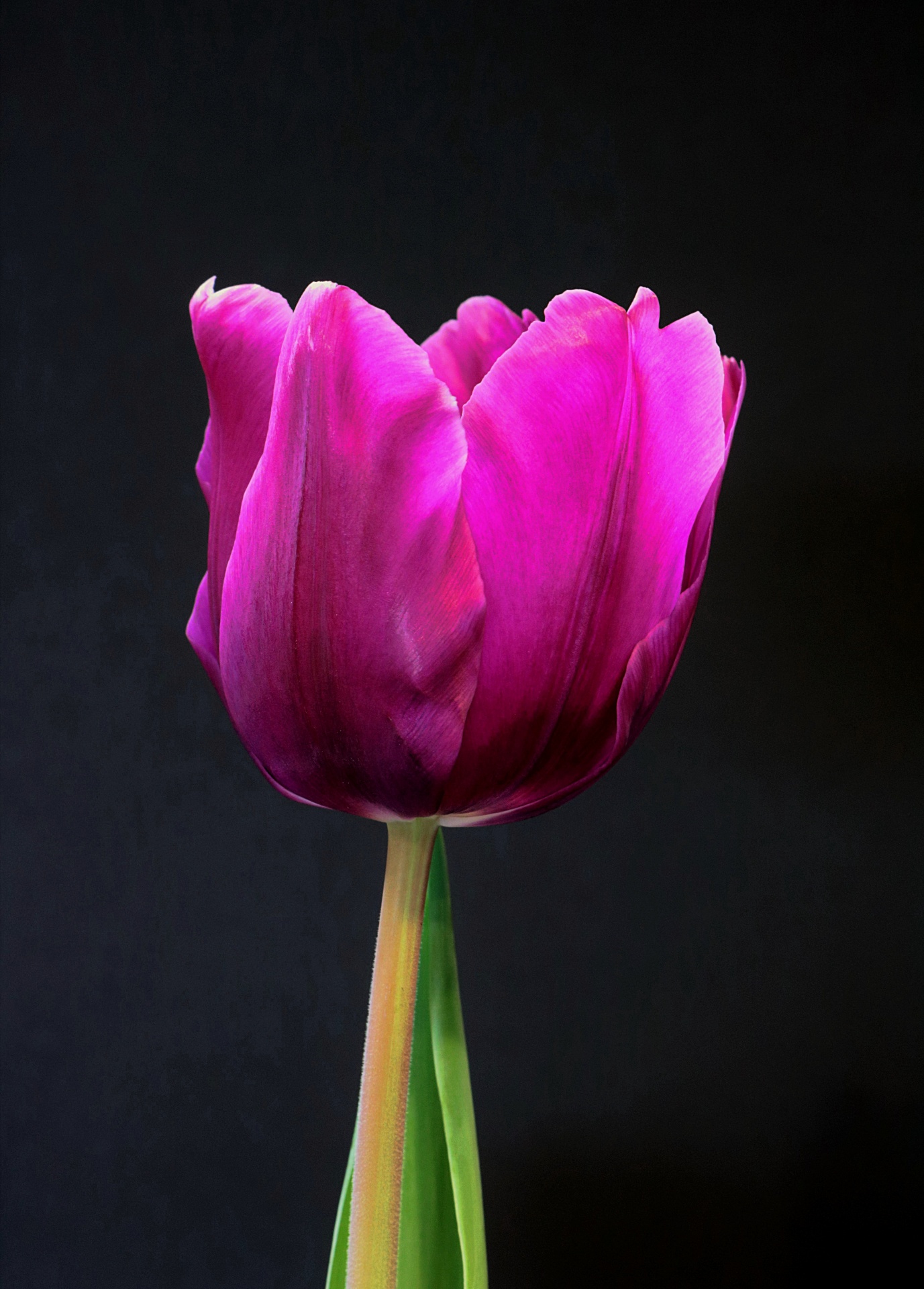 Single Purple Tulip On Black