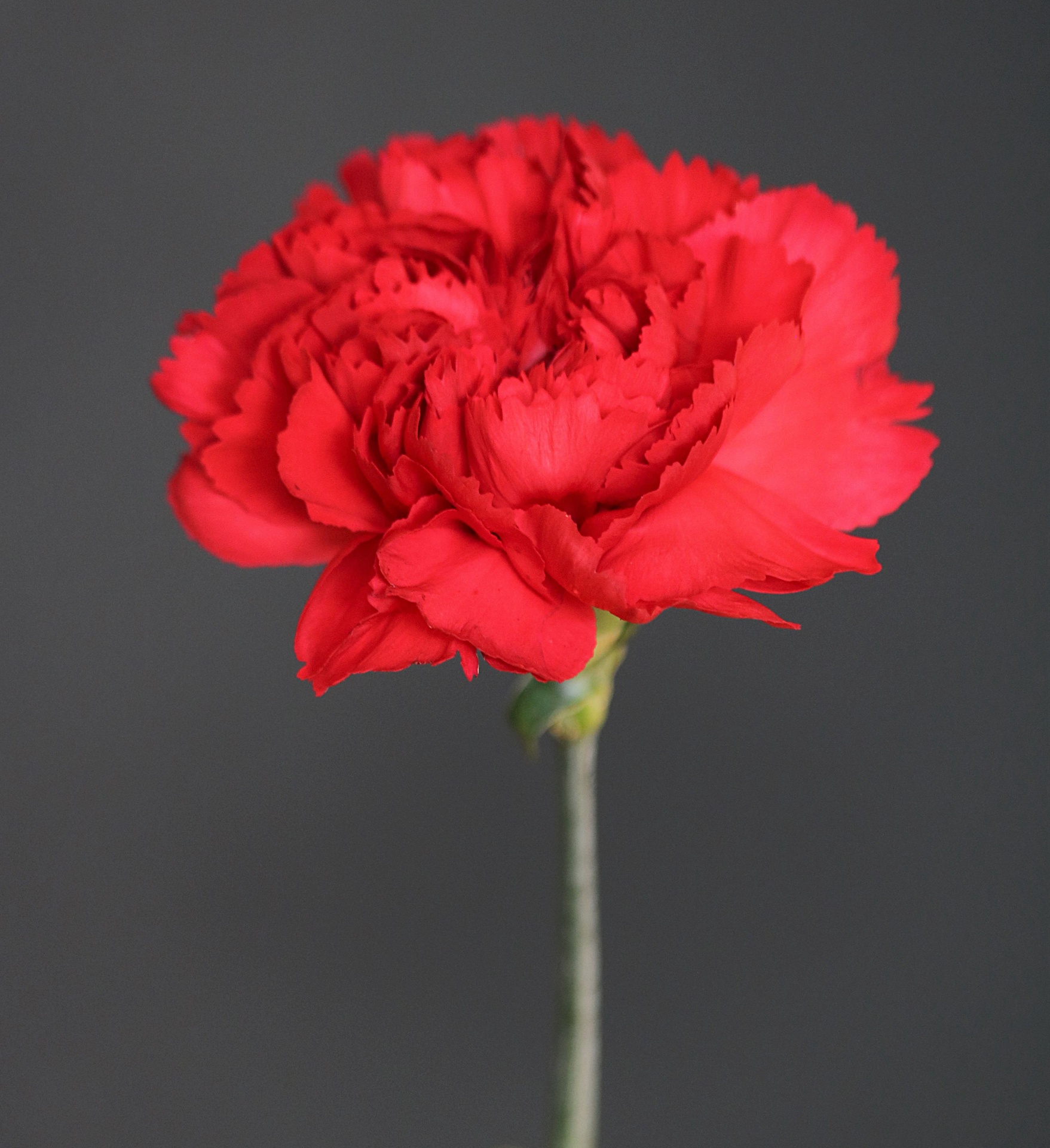 Single Red Carnation