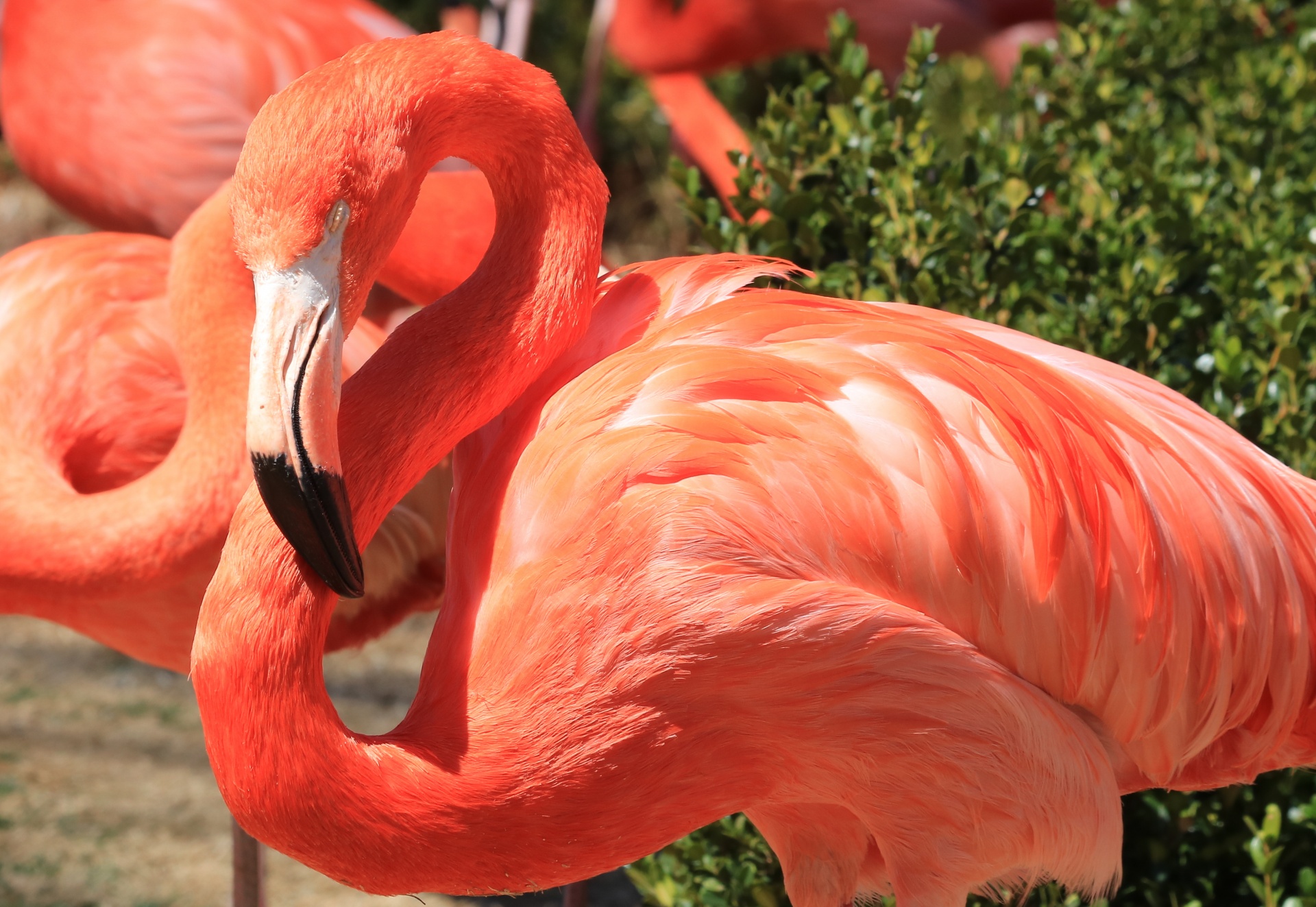 Close-up of a beautiful pink flamingo as it stands with it's neck curled and it's eyes closed on a warm spring day.