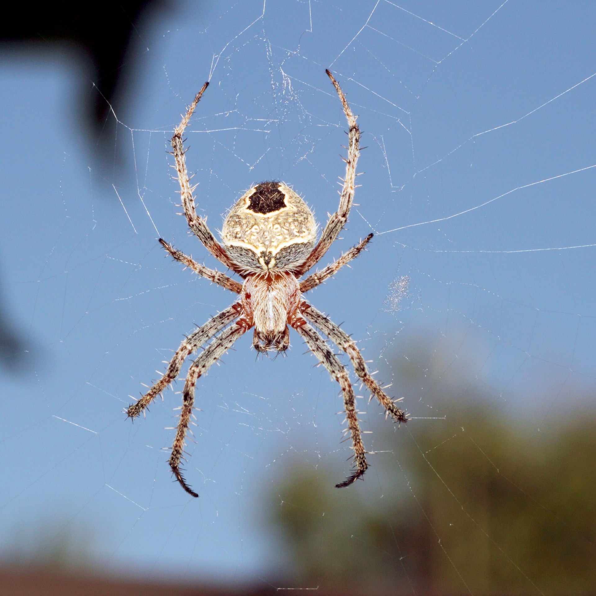 Spider In Web Close