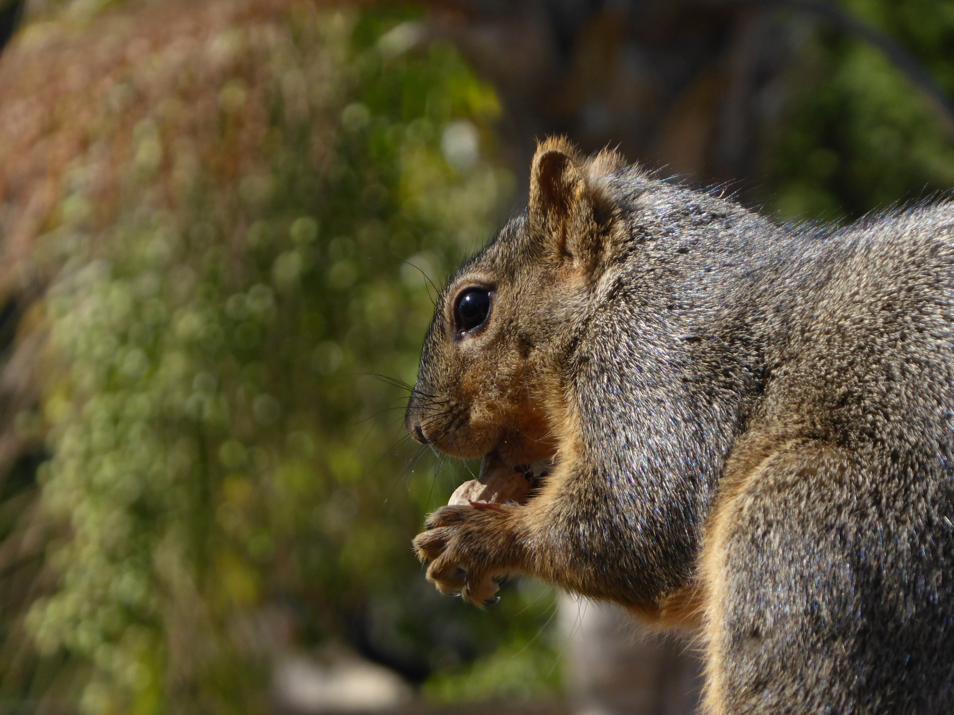 Squirrel Holding A Peanut