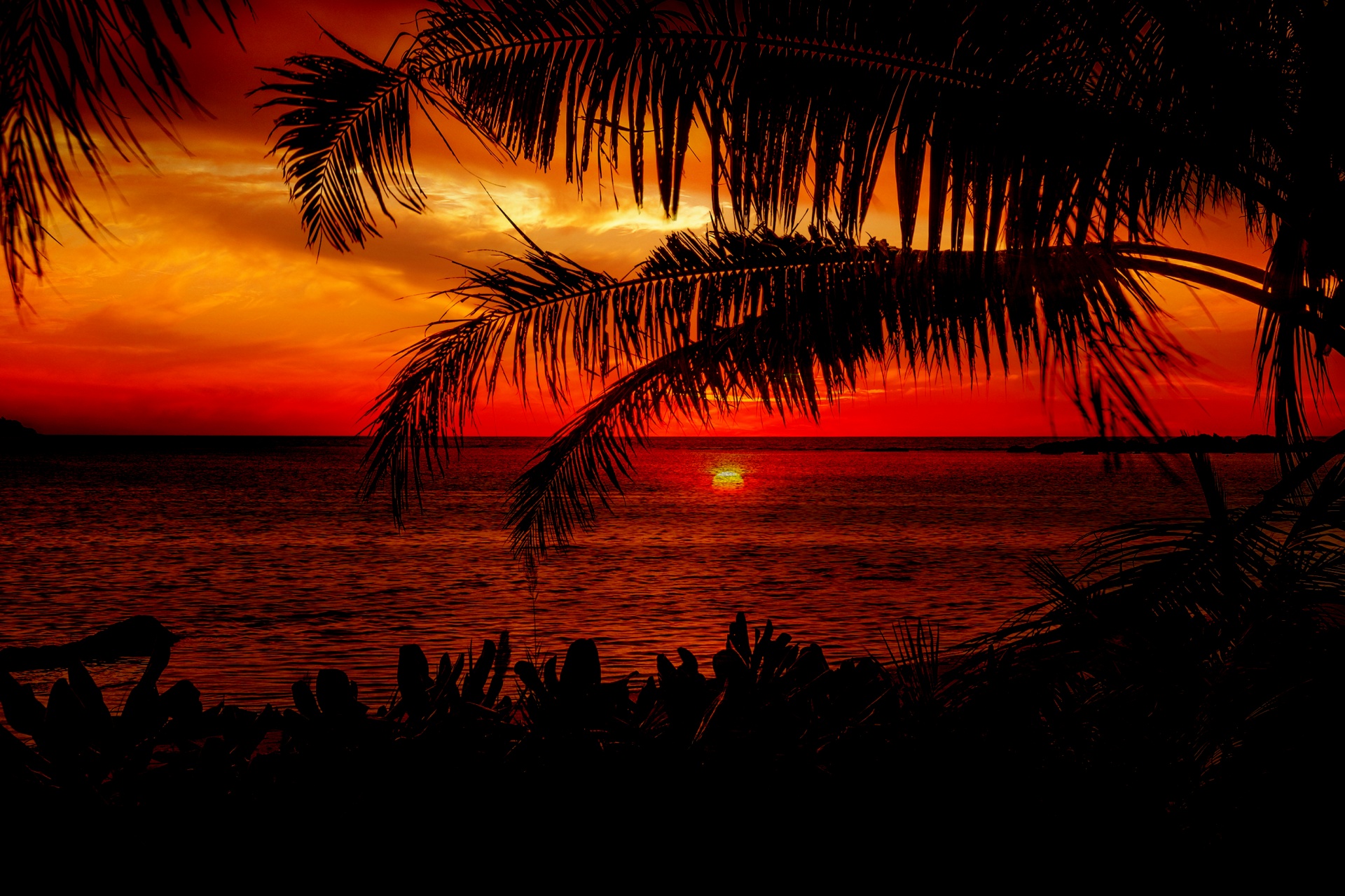 Sunset Beach Palm Trees