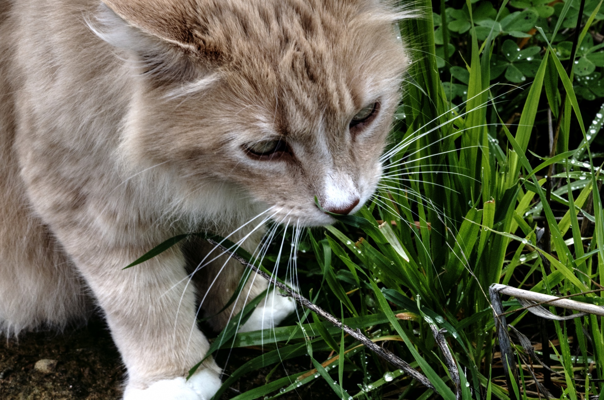 Tabby Cat Eating Grass