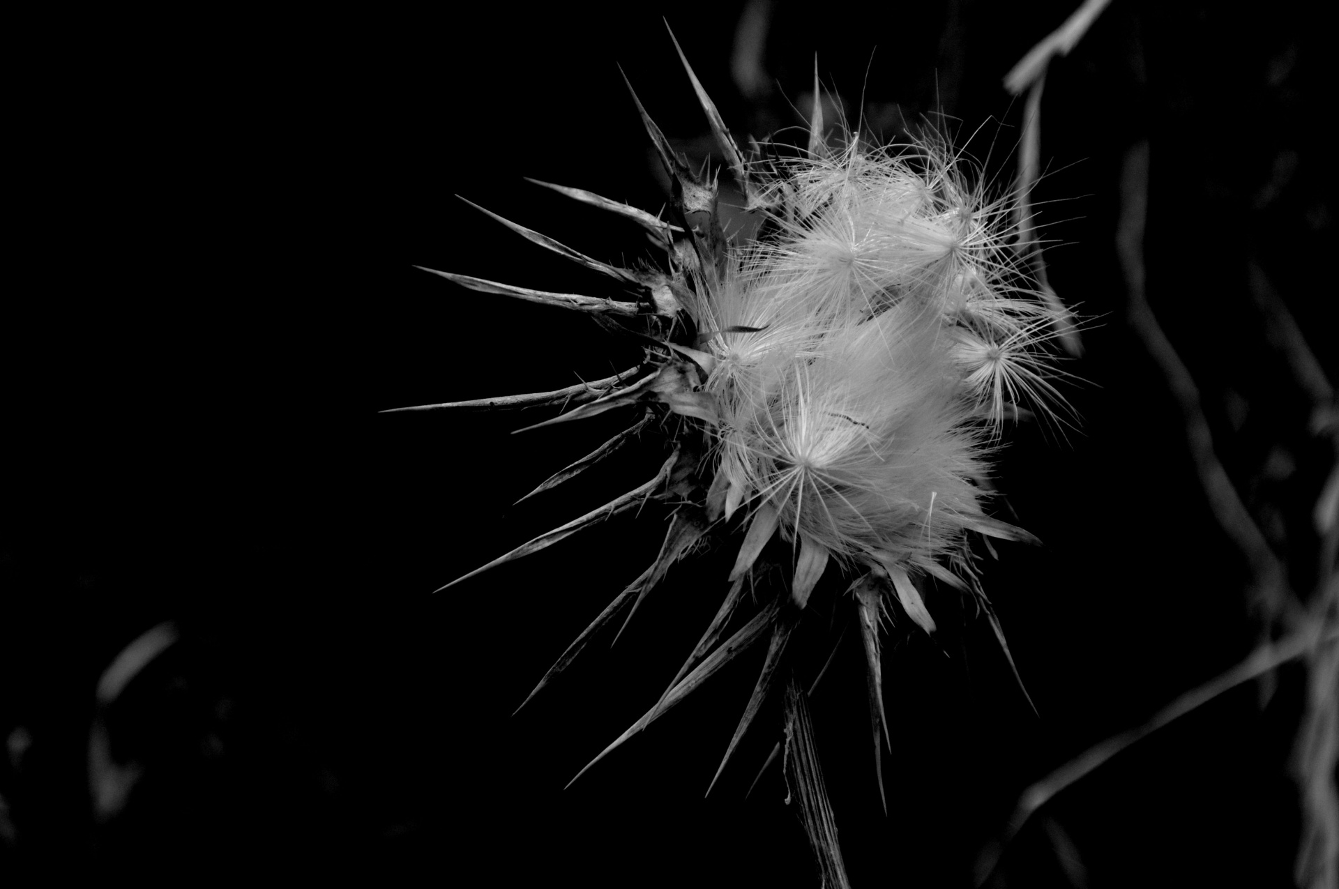 Thistle In Black And White